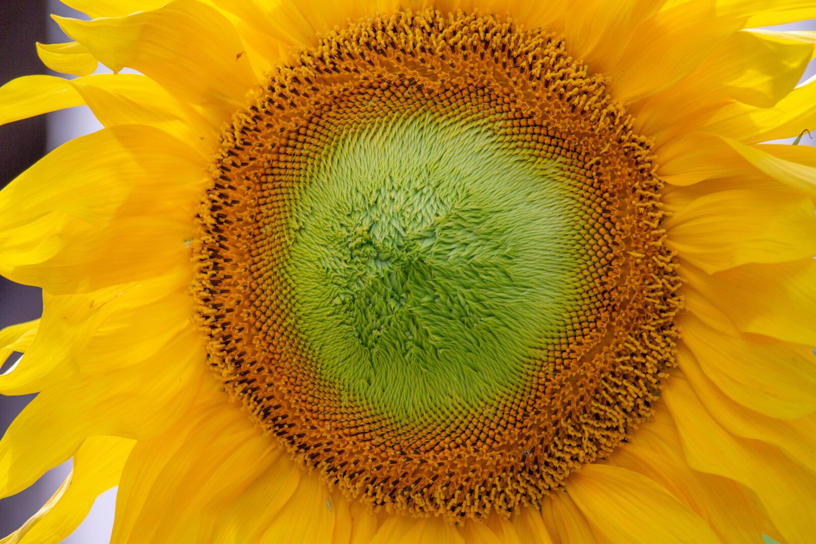Canon EOS 700D (EOS Rebel T5i / EOS Kiss X7i) sample photo. Sunflower, plants, green photography