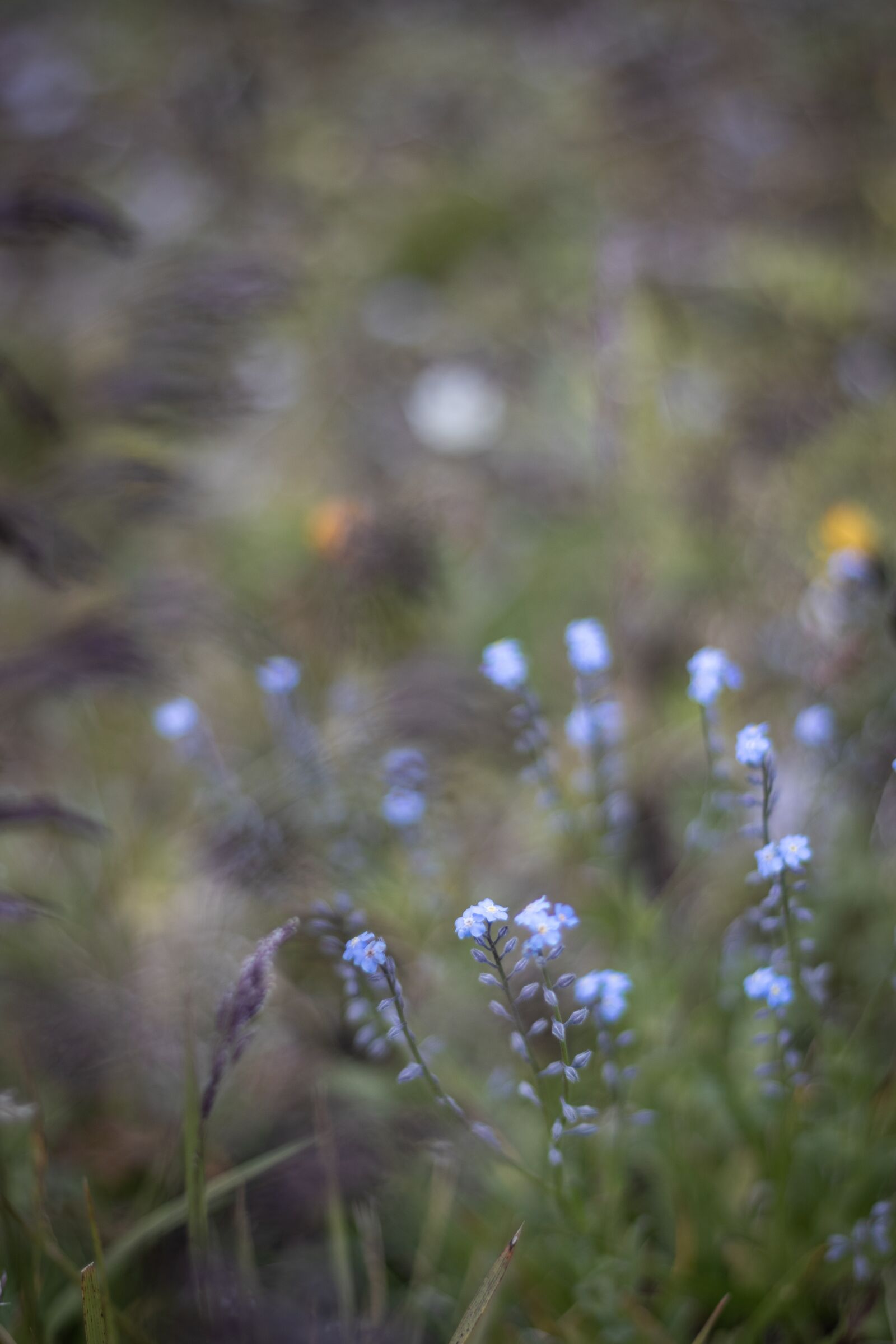 Canon EOS 250D (EOS Rebel SL3 / EOS Kiss X10 / EOS 200D II) sample photo. Flowers, nature, flora photography