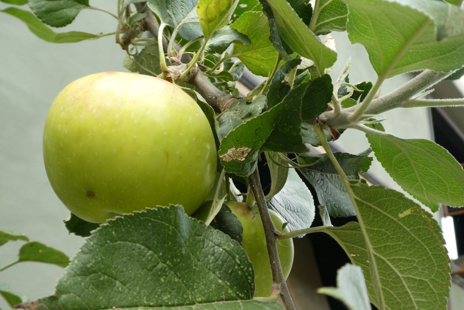 Panasonic Lumix DC-ZS70 (Lumix DC-TZ90) sample photo. Apple, fruit, fruits photography