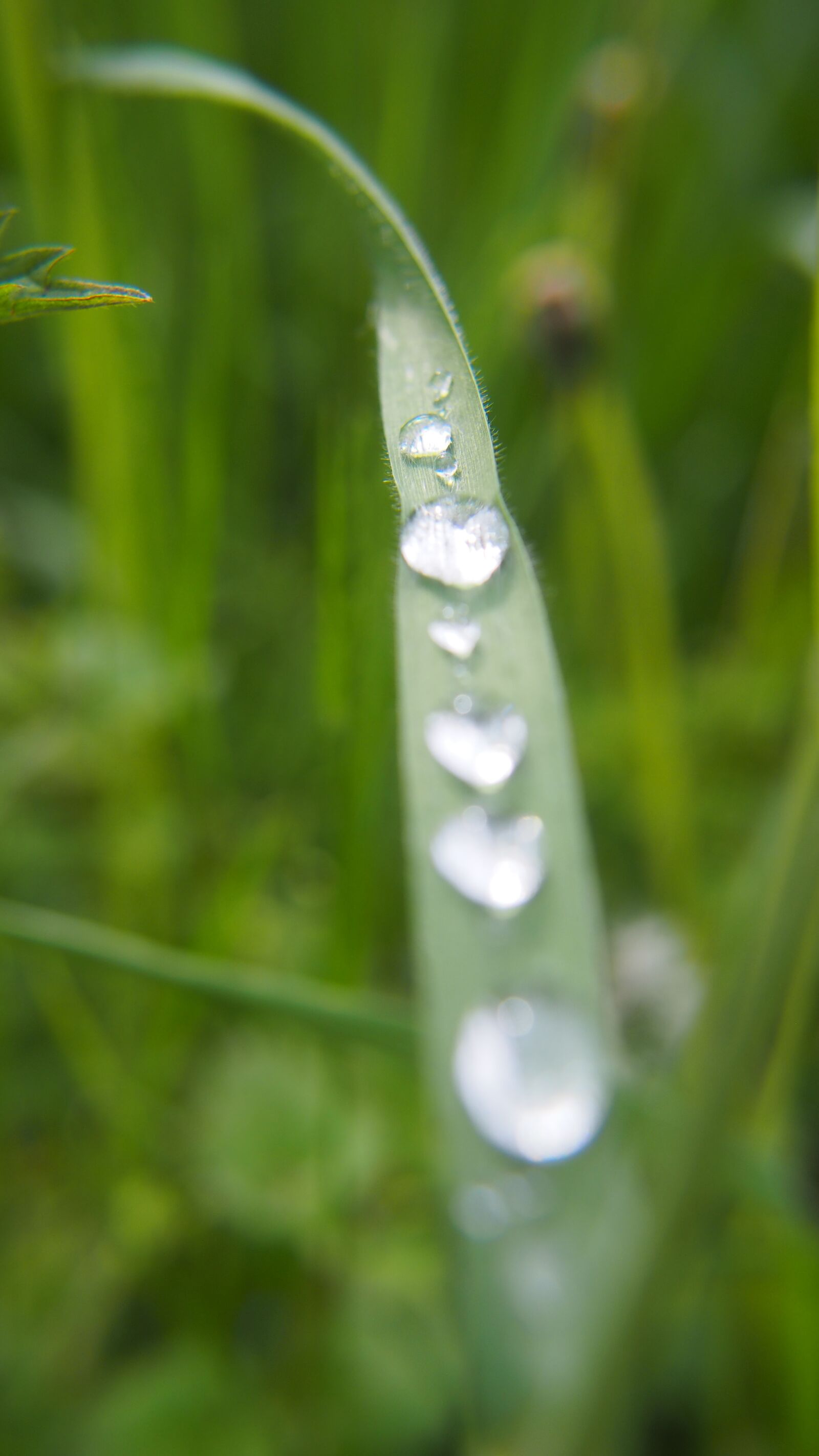 Olympus PEN E-PL6 sample photo. Grass, green, drop photography