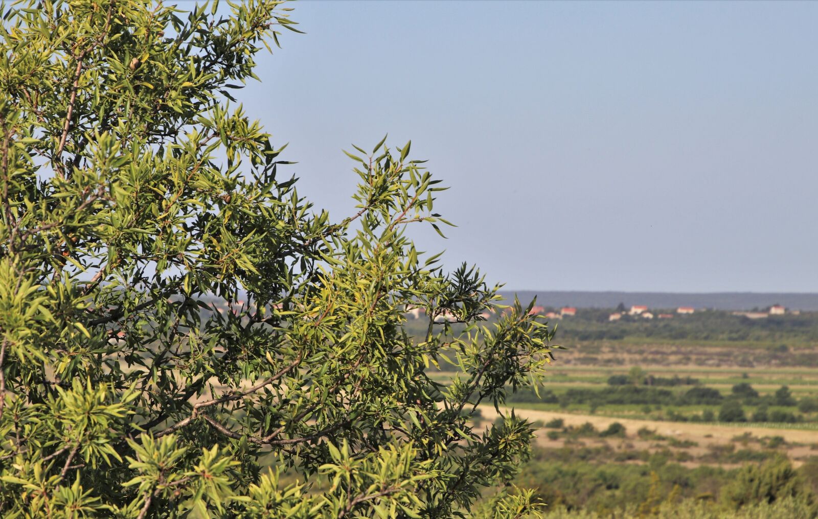 Canon EOS 80D sample photo. The olive tree, the photography