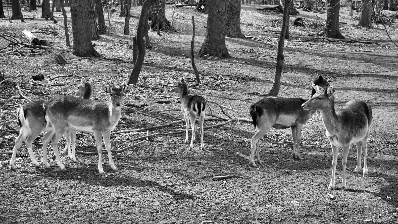 Nikon Coolpix P900 sample photo. Forest, deer, landscape photography