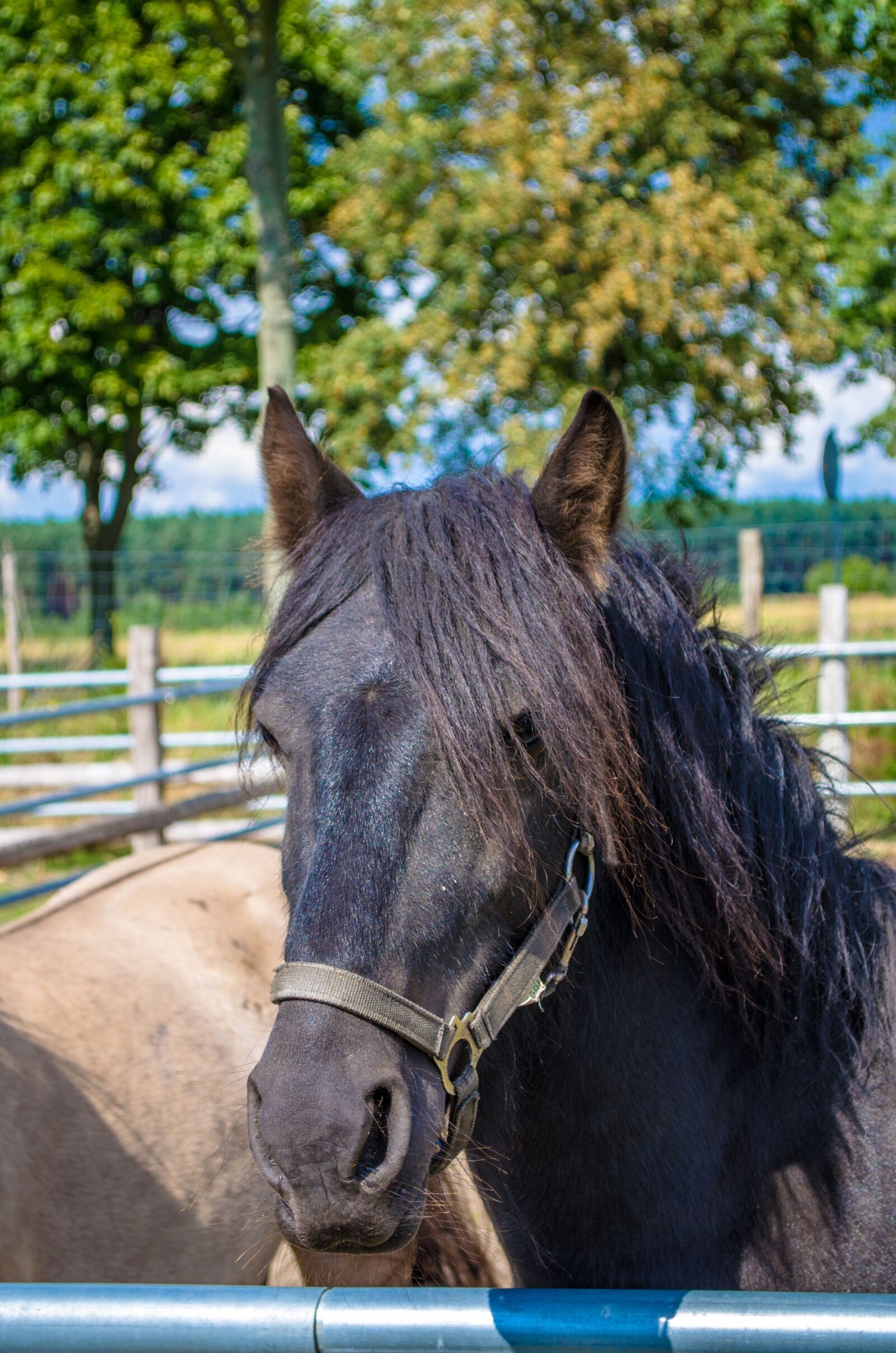 Nikon D5100 sample photo. Horse, portrait, poland photography