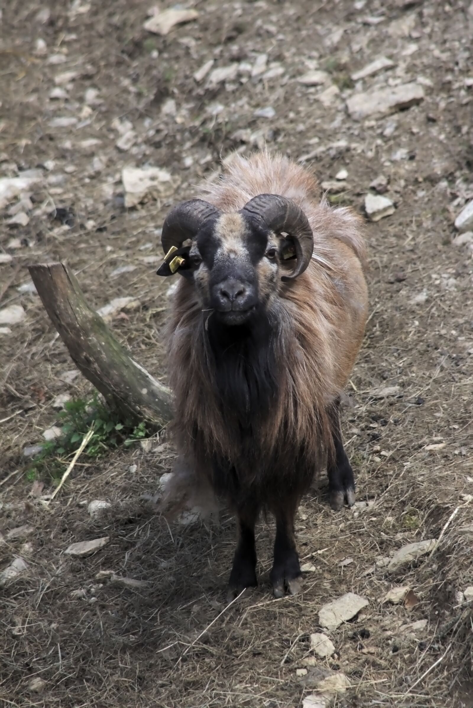 Canon EOS 650D (EOS Rebel T4i / EOS Kiss X6i) sample photo. Goat, farm, livestock photography