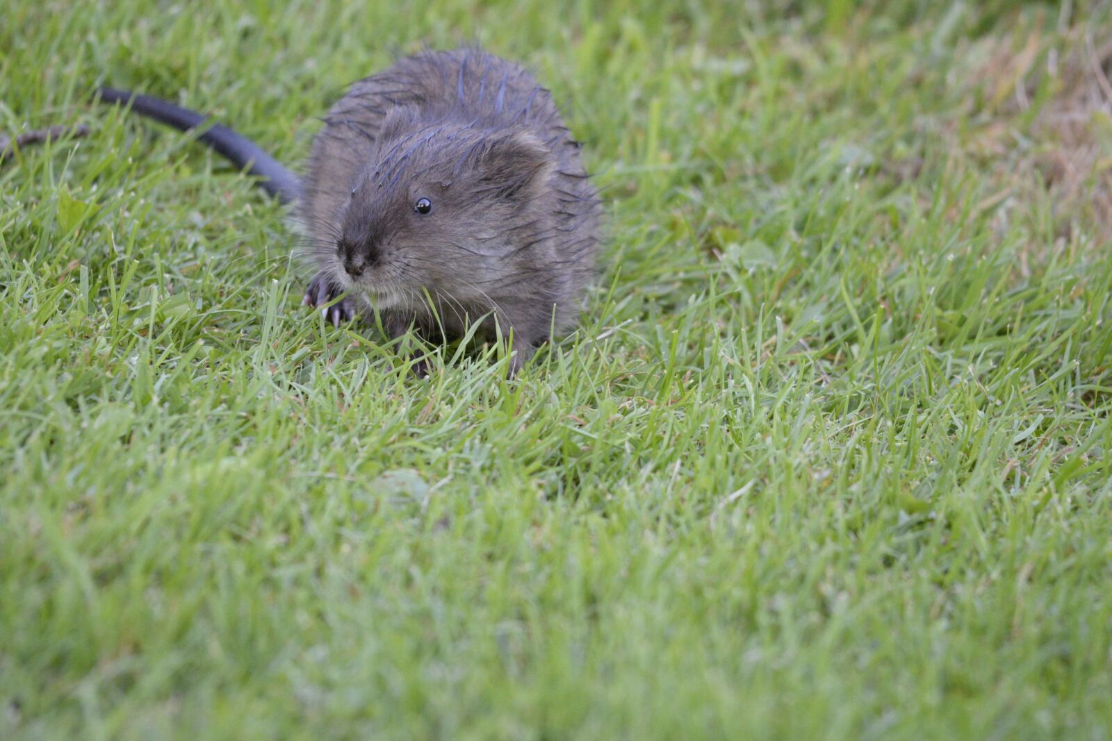 Nikon D610 sample photo. George, muskrat, creek photography