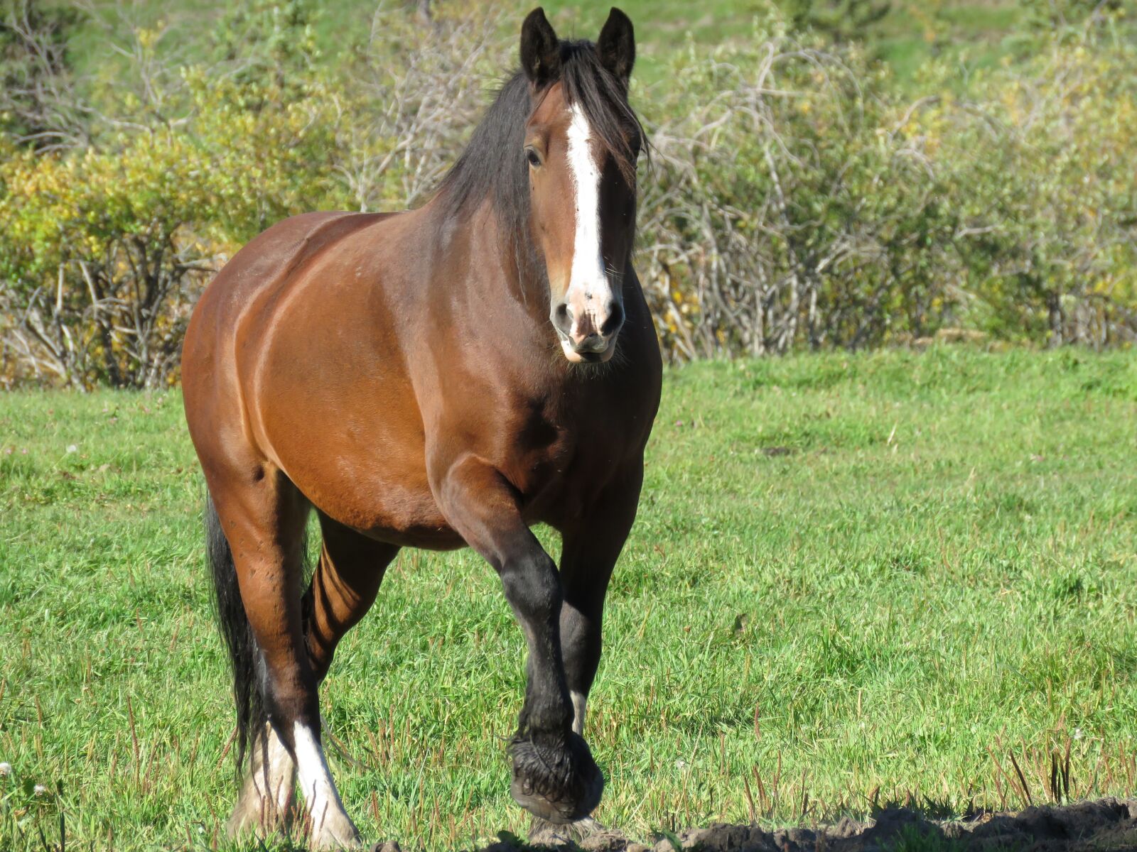 Canon PowerShot SX60 HS sample photo. Horse, animal, mammal photography