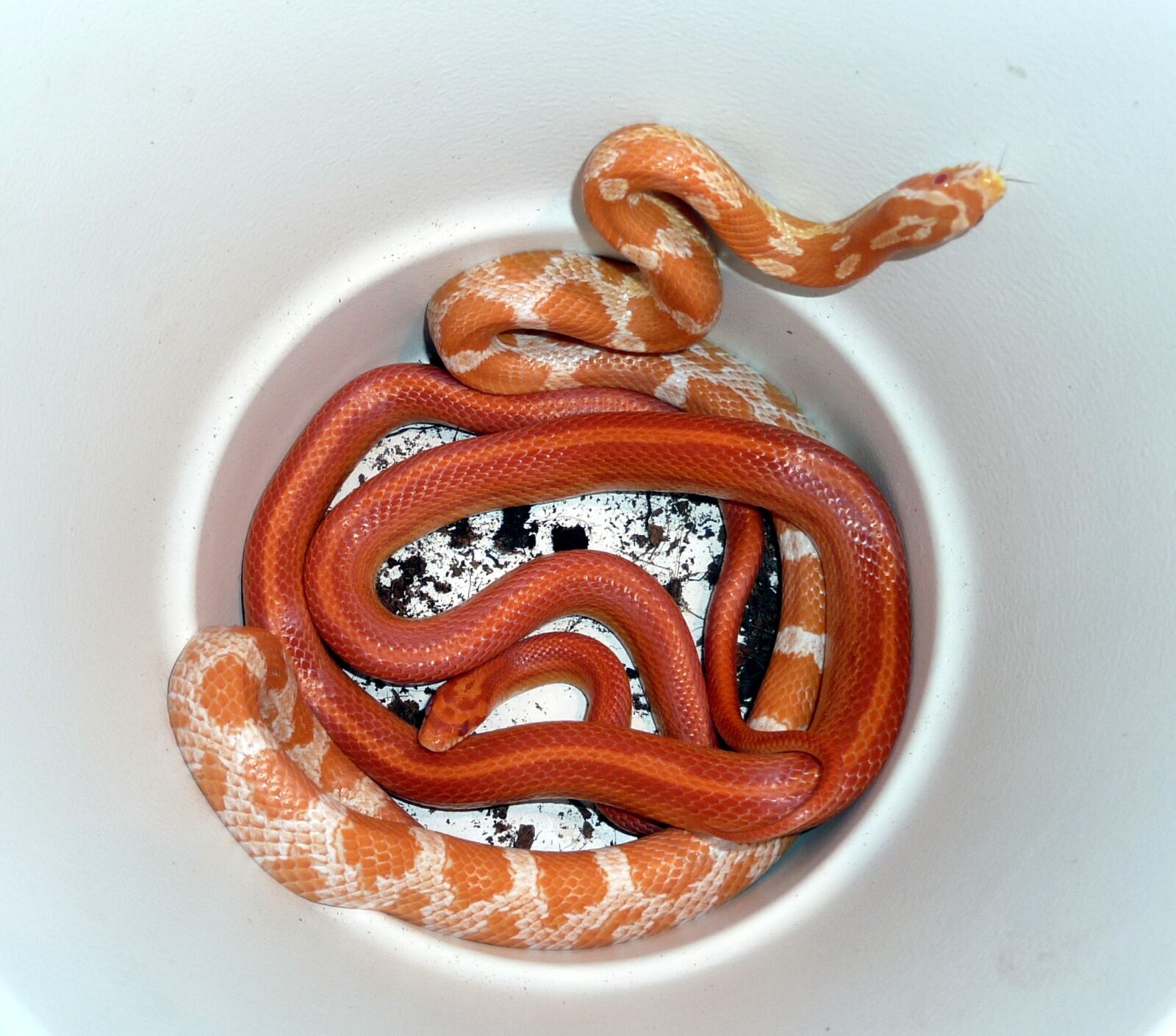 Panasonic DMC-TZ7 sample photo. Snake, corn snake, reptile photography
