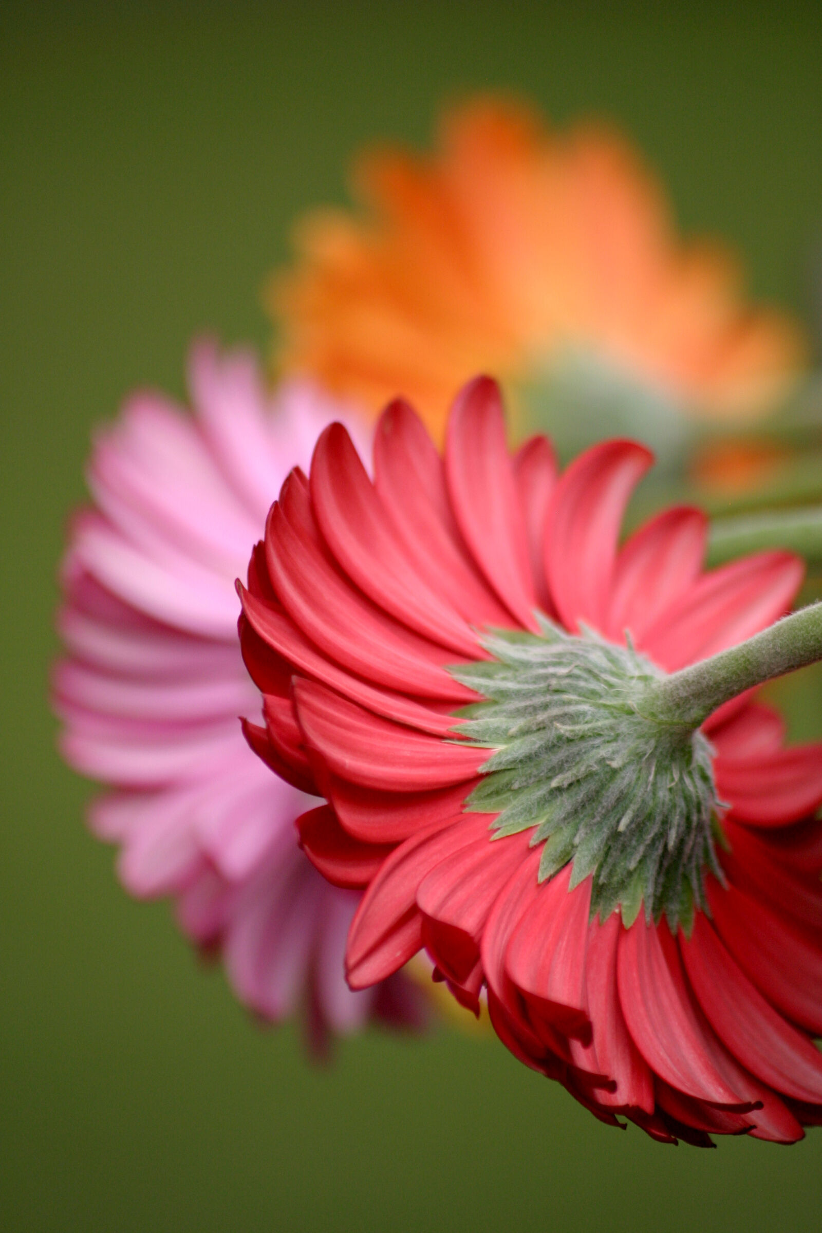 Canon EOS 10D sample photo