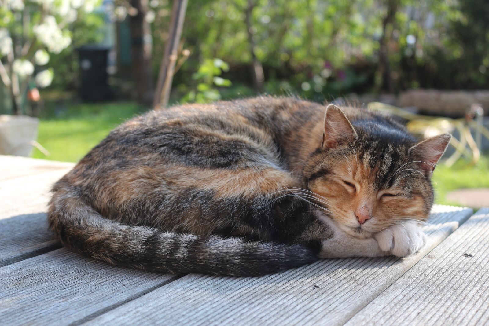 Canon EOS 650D (EOS Rebel T4i / EOS Kiss X6i) sample photo. Cat, animal, pet photography