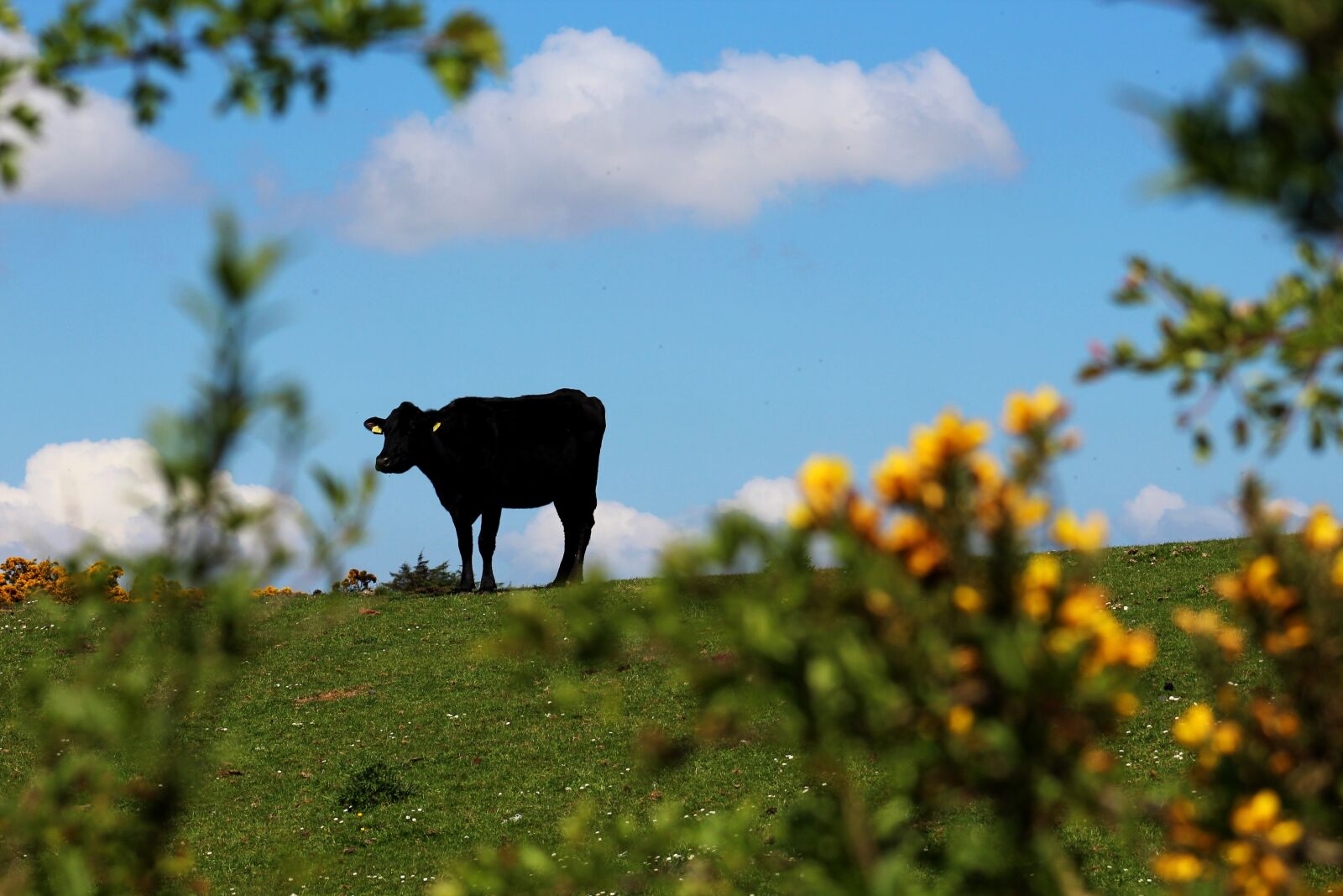 Canon EF 75-300mm f/4-5.6 USM sample photo. Cow, country, silhouette photography