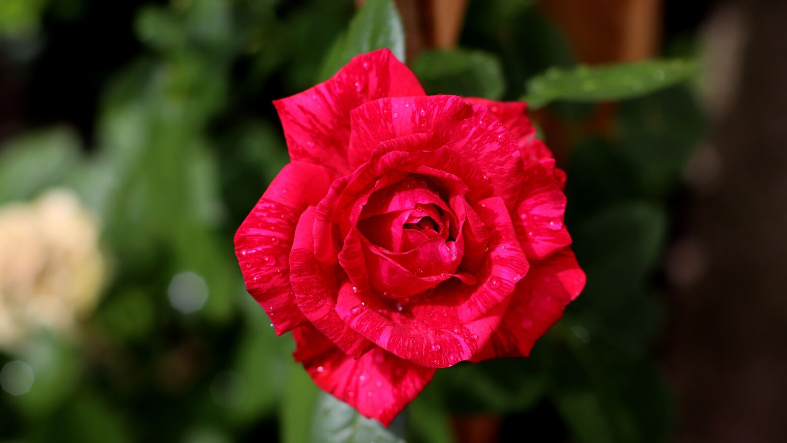 Canon EF 50mm F1.4 USM sample photo. Rose, blossom, bloom photography