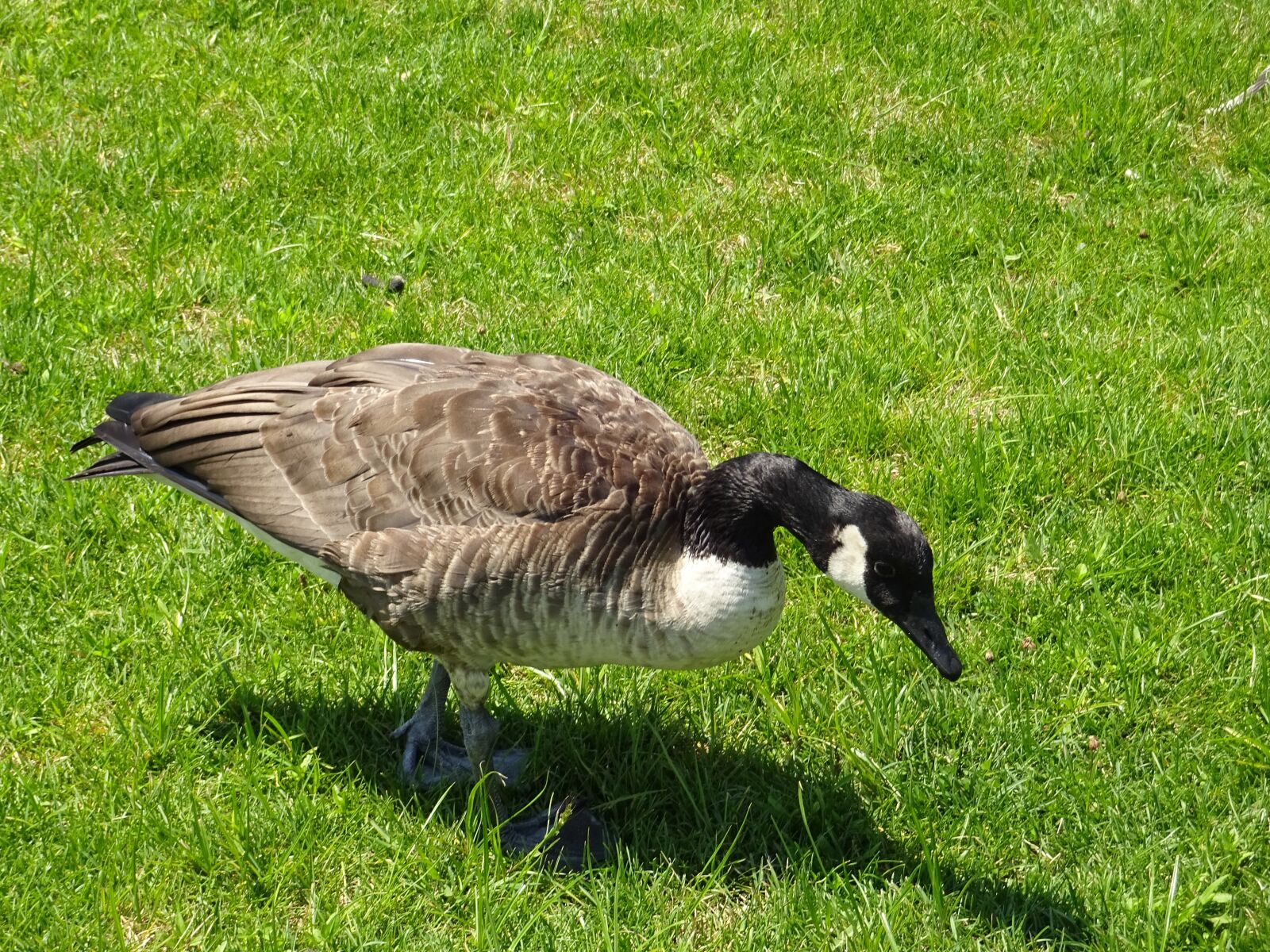 Sony Cyber-shot DSC-WX220 sample photo. Duck, grass, nature photography