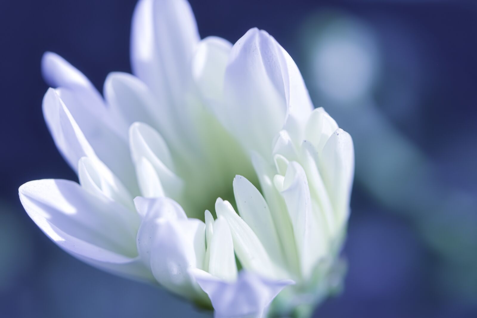 Nikon D5600 sample photo. Tonality, assumption, postcard photography