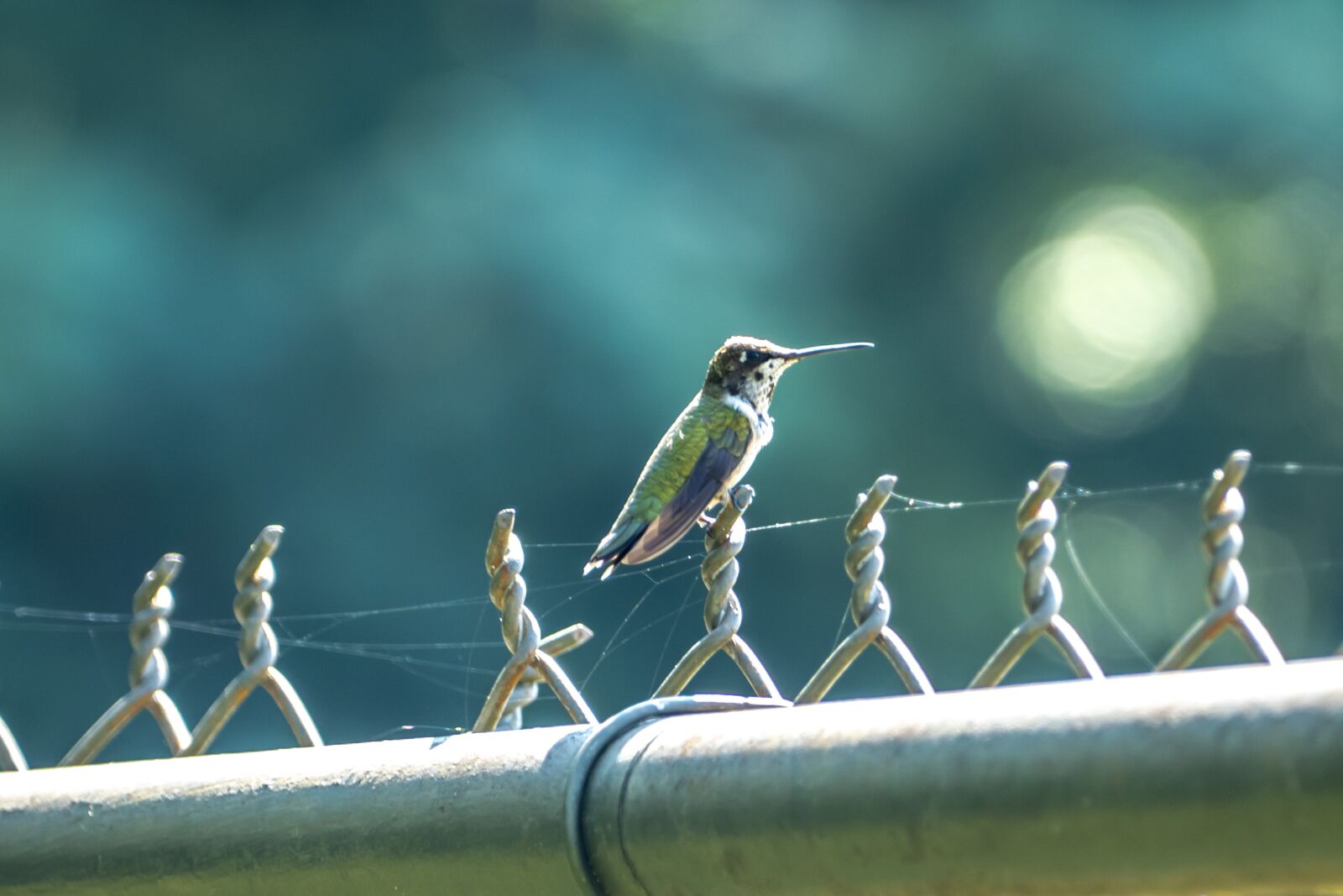Panasonic Lumix DMC-FZ1000 sample photo. Hummingbird, bird, animal photography