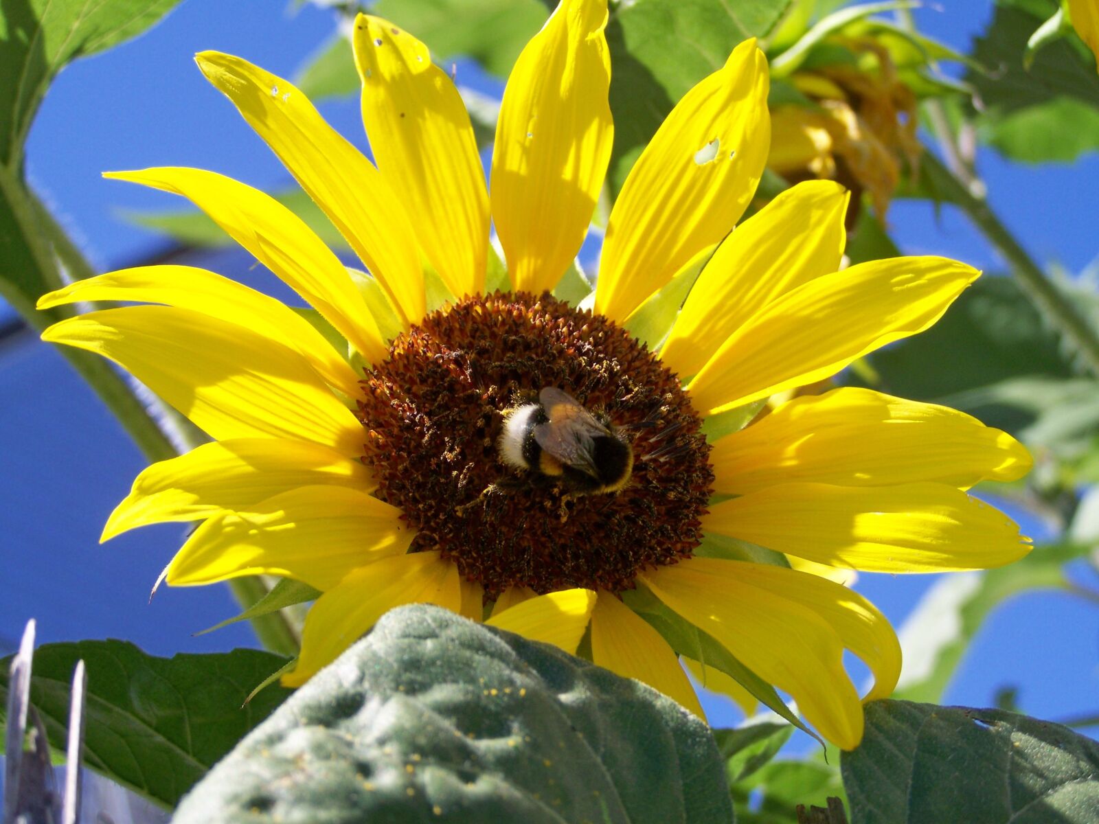 Kodak EASYSHARE ZD710 ZOOM DIGITAL CAMERA sample photo. Sunflower garden, yellow flower photography