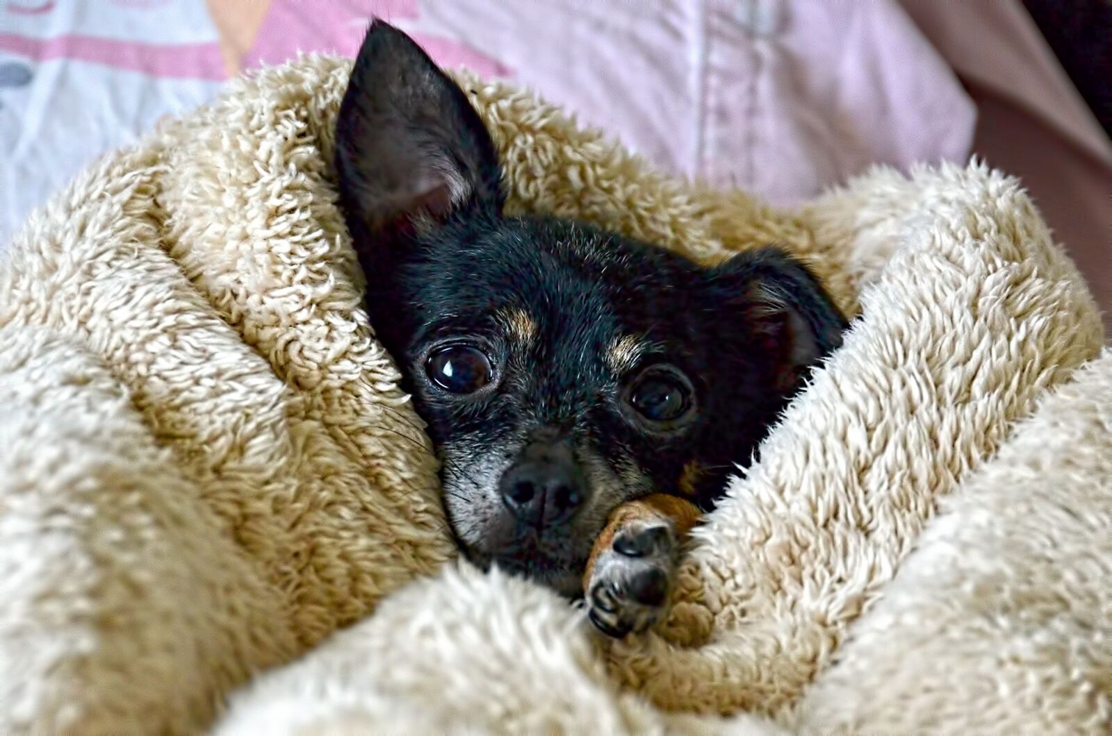 Nikon D7000 sample photo. Dog, chihuahua, cute photography