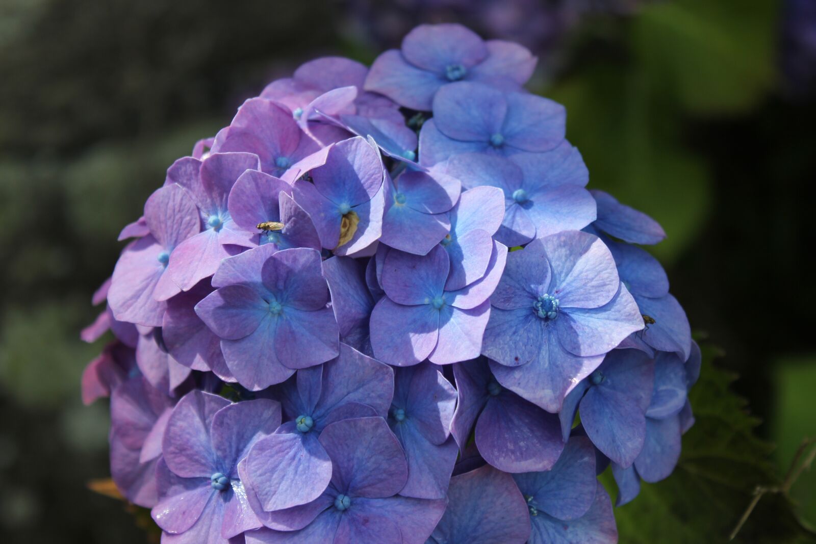 Canon EOS 550D (EOS Rebel T2i / EOS Kiss X4) sample photo. Hydrangea, violet, pink photography