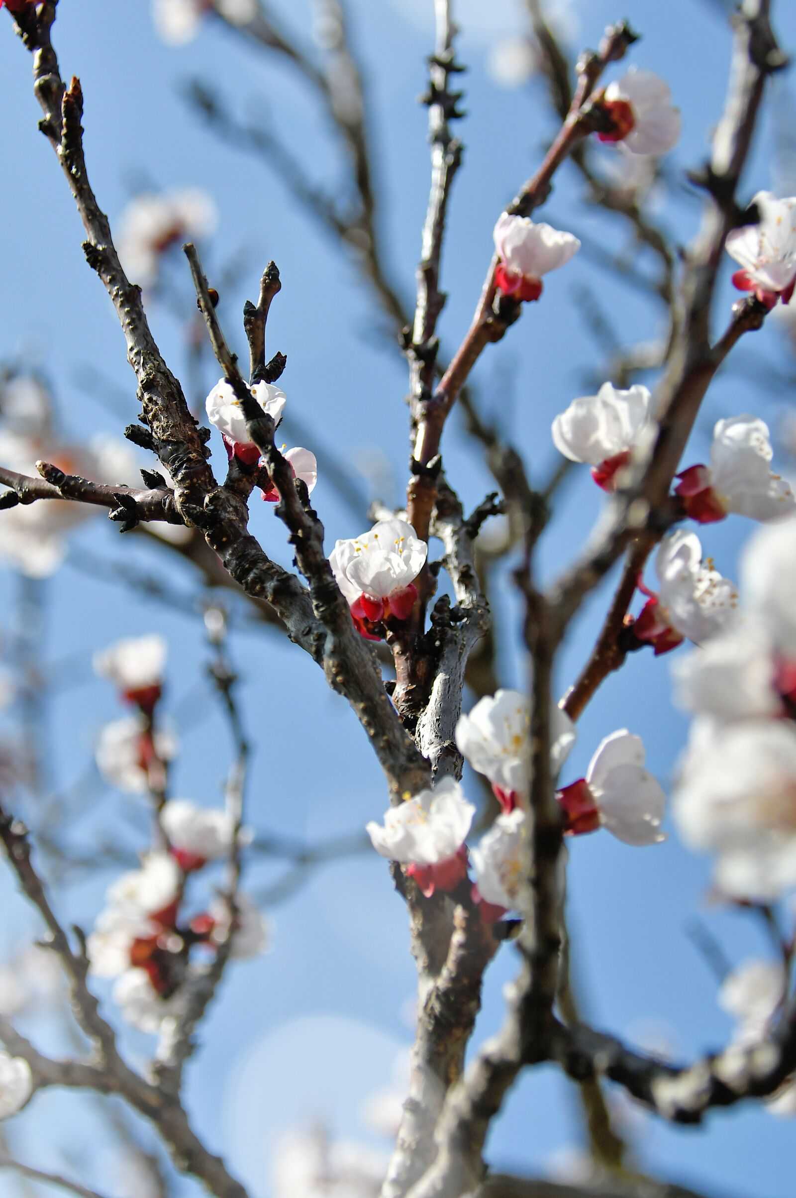 Nikon D3200 sample photo. Spring, cherry blossom, bloom photography
