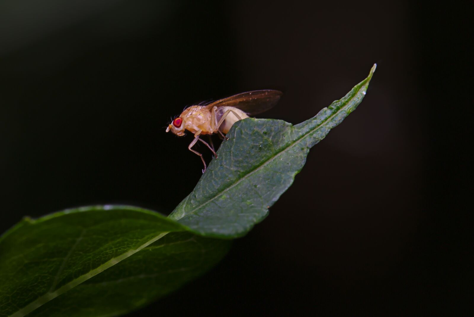 Canon EF 100mm F2.8L Macro IS USM sample photo. Fly, summer, insect photography