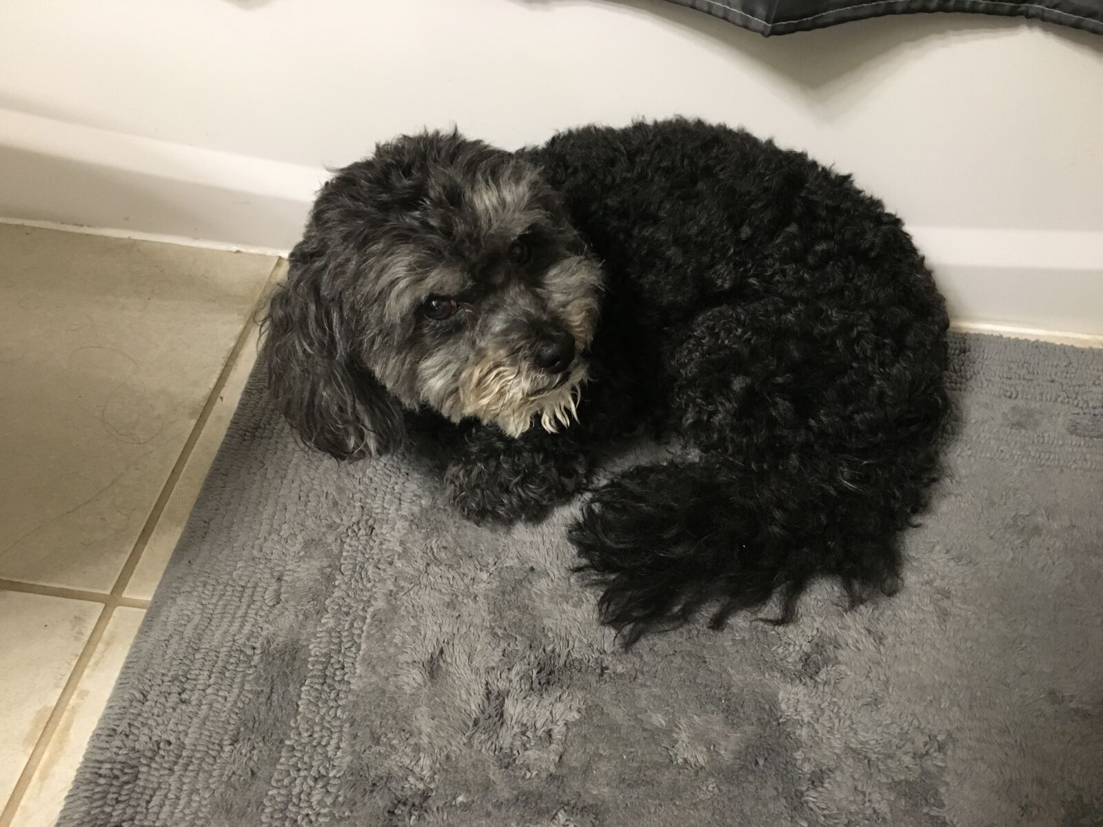 Apple iPhone 6s sample photo. Rocky, dog, fur baby photography