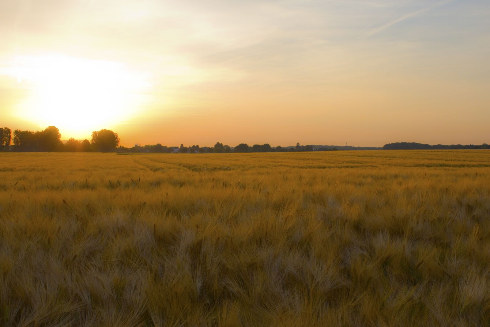 Canon EOS 1300D (EOS Rebel T6 / EOS Kiss X80) sample photo. Field, cornfield, sunrise photography