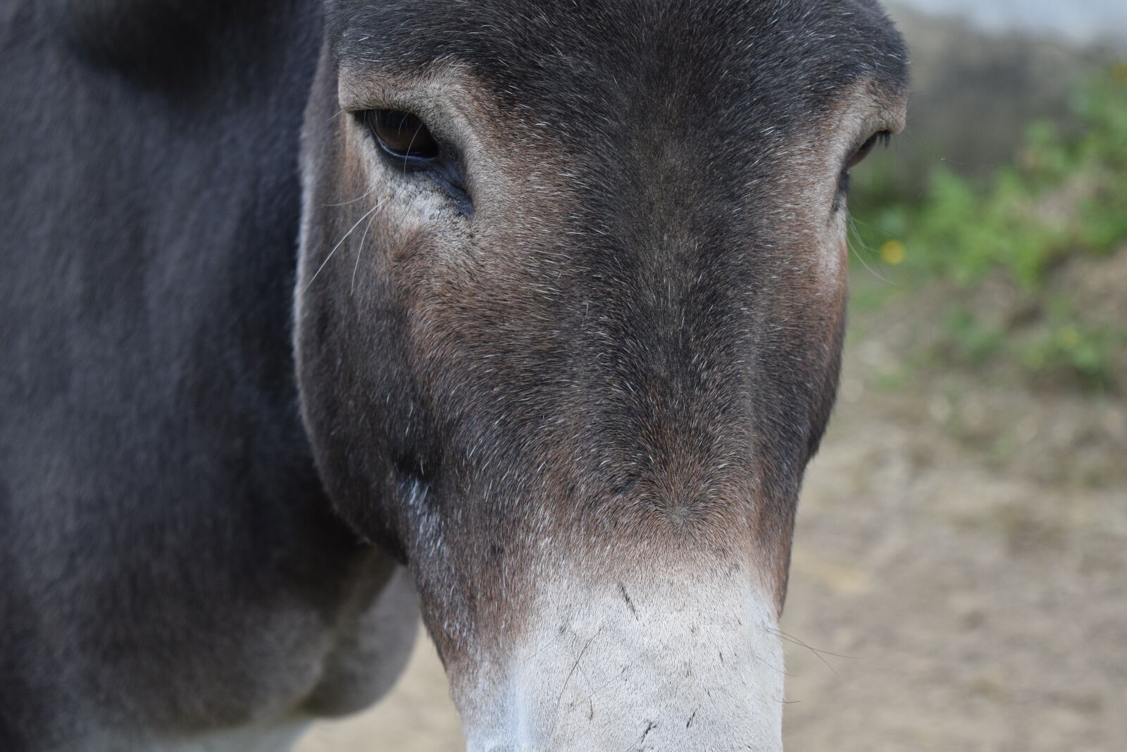 Nikon D3300 sample photo. Donkey, head, close up photography