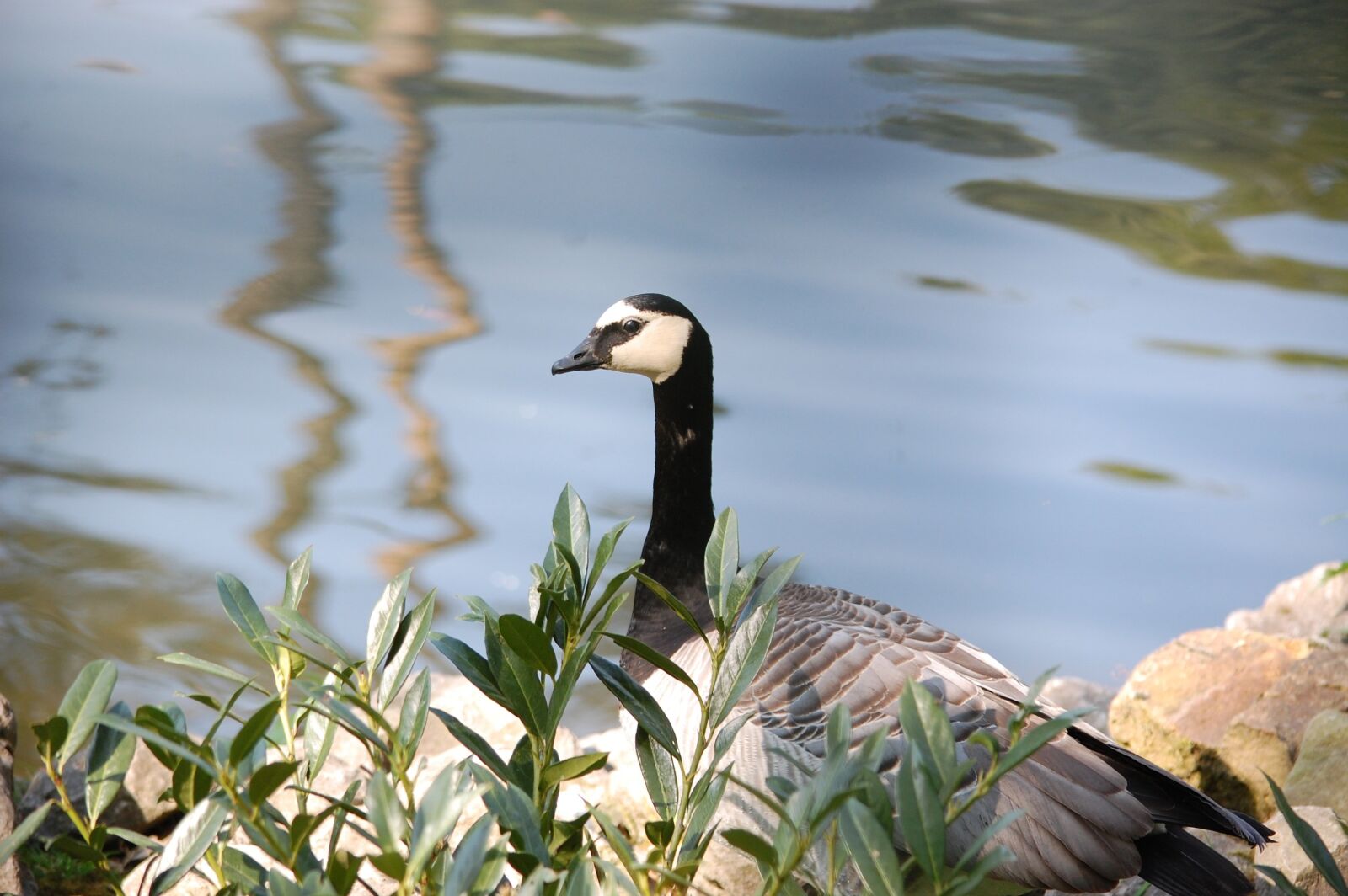 Nikon D40 sample photo. Canadian goose, pond, flowers photography