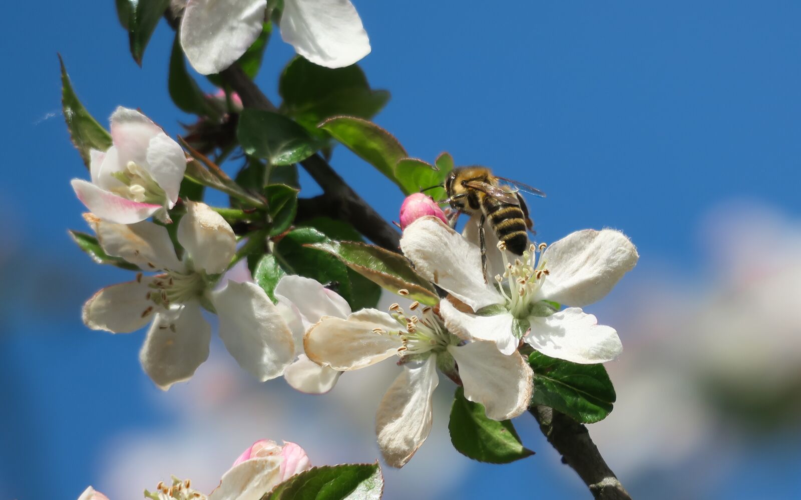 Canon PowerShot G3 X sample photo. Apple blossom, bee, flowers photography