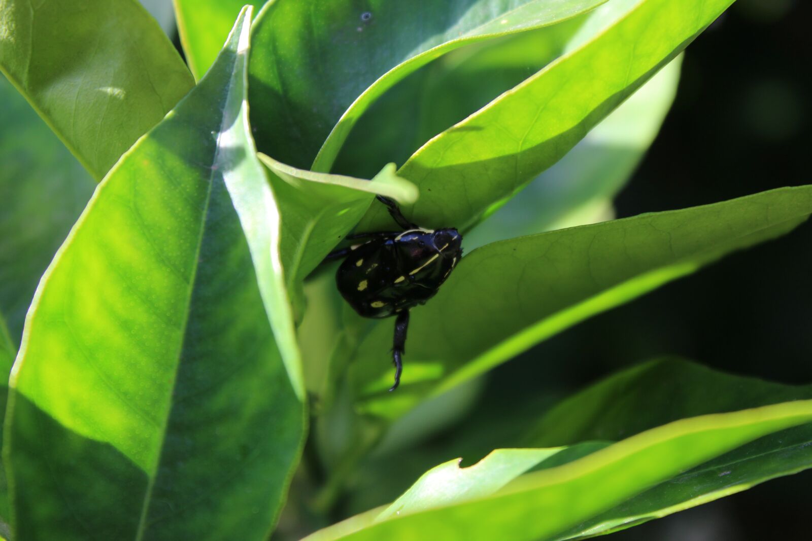 Canon EOS 1300D (EOS Rebel T6 / EOS Kiss X80) sample photo. Beetle, nature, insect photography