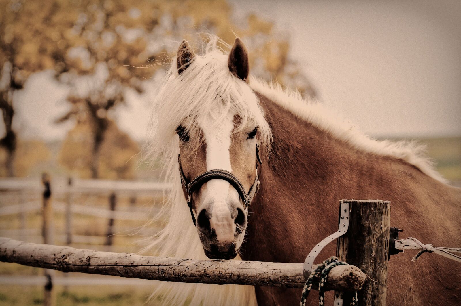 Nikon D3200 sample photo. Haflinger, horse, mane photography