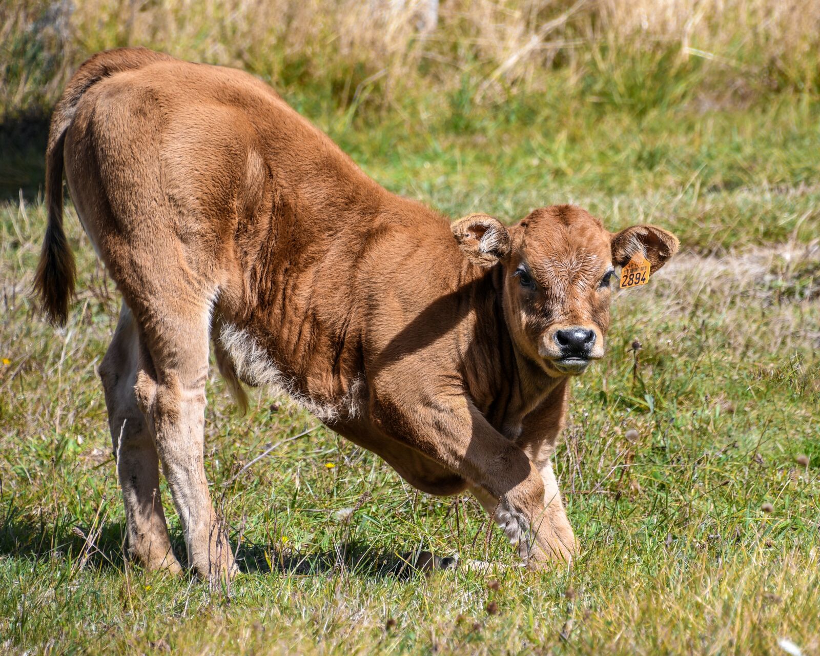 Nikon D500 sample photo. Calf, young, cattle photography