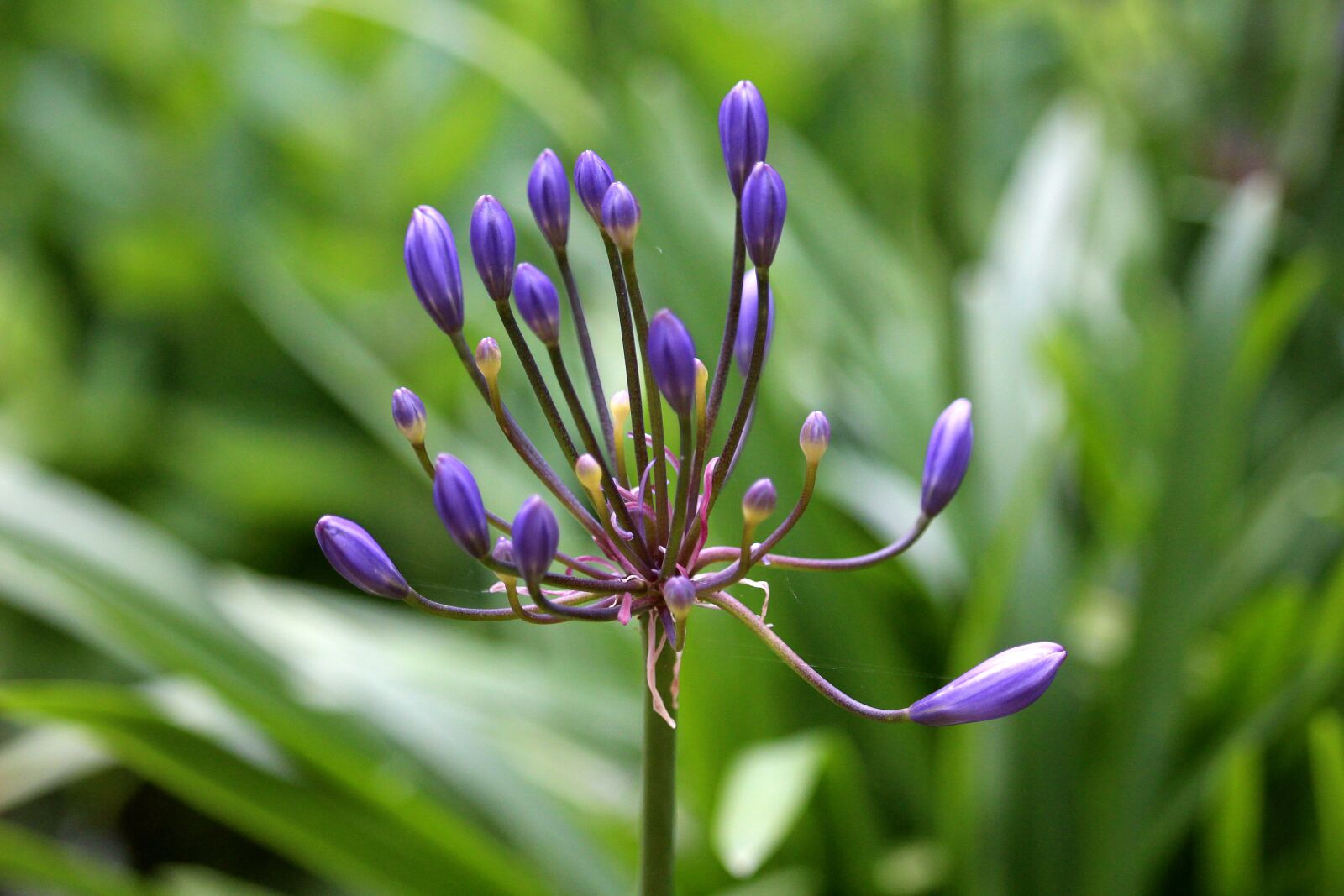 Canon EOS 700D (EOS Rebel T5i / EOS Kiss X7i) + Canon EF-S 55-250mm F4-5.6 IS STM sample photo. Flower, blue, nature photography