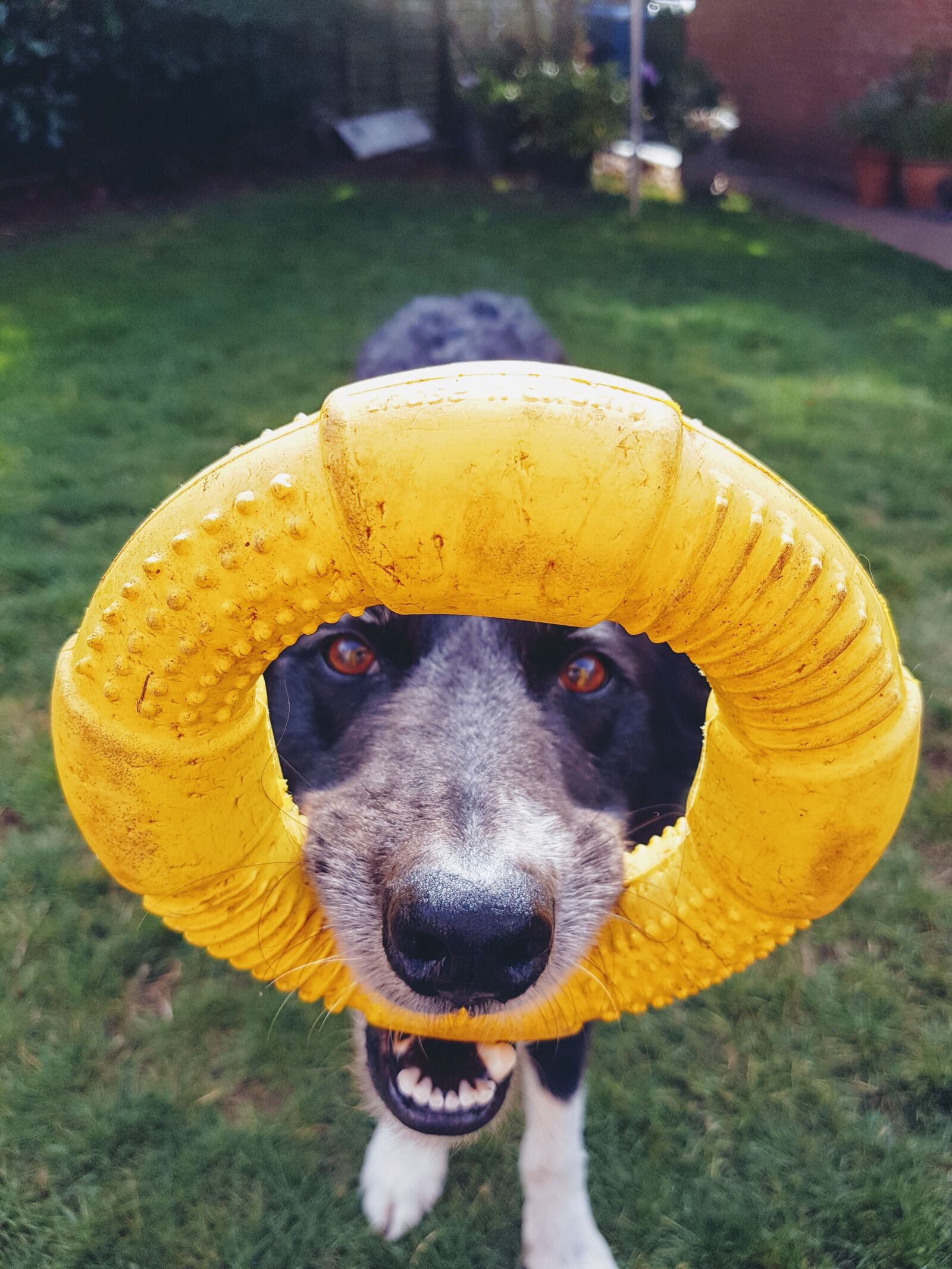 Samsung Galaxy S7 sample photo. Dog, outdoors, canine photography