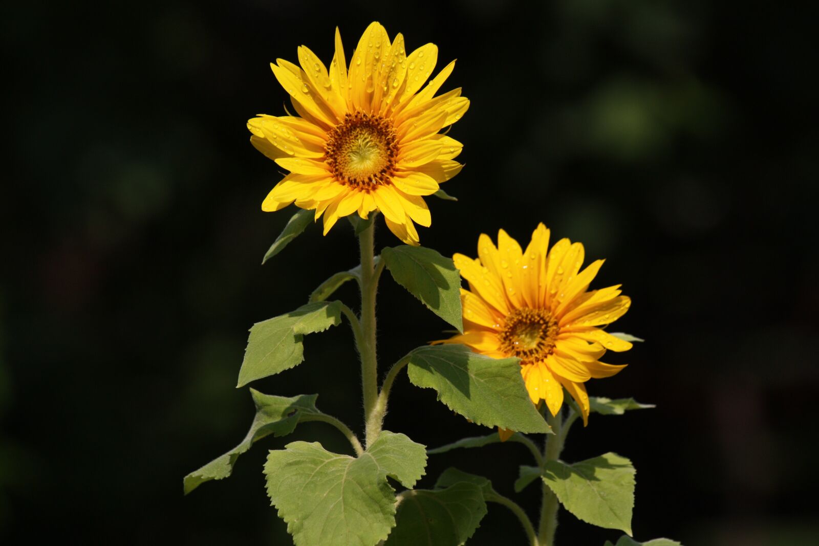 Canon EOS 450D (EOS Rebel XSi / EOS Kiss X2) sample photo. Sunflower, flower, summer photography