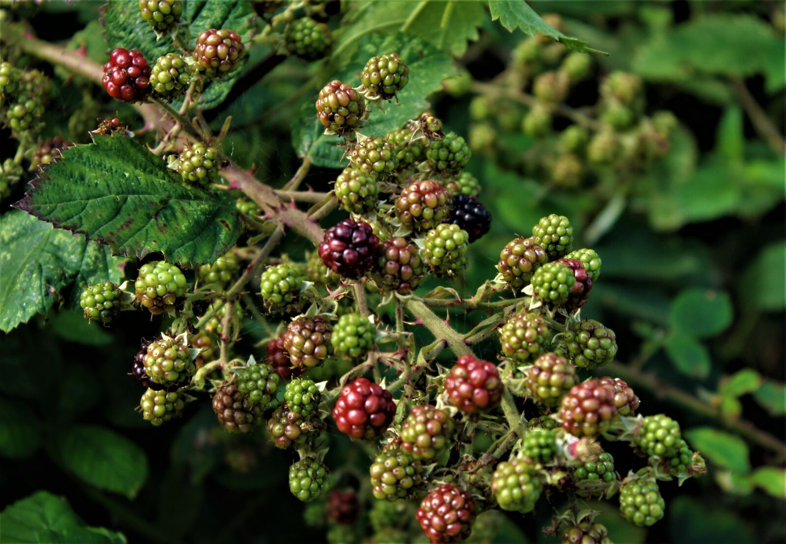 Canon EOS 4000D (EOS Rebel T100 / EOS 3000D) sample photo. Berries, berry, blackberries photography