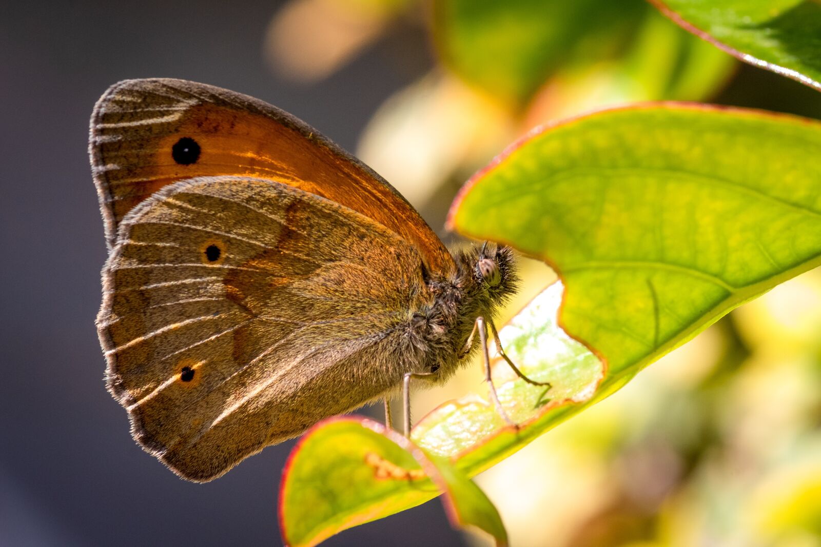 Canon EOS 1300D (EOS Rebel T6 / EOS Kiss X80) sample photo. Butterfly, macro, butterflies photography