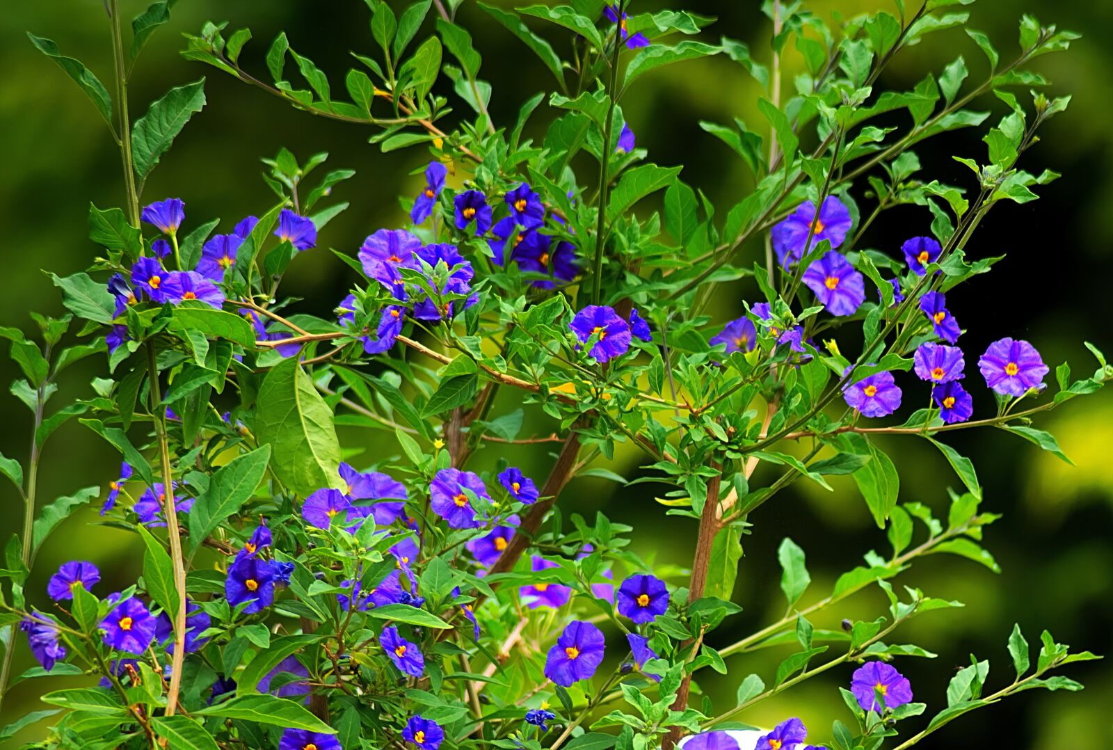 Nikon D3300 sample photo. Flower, gentian, blue photography