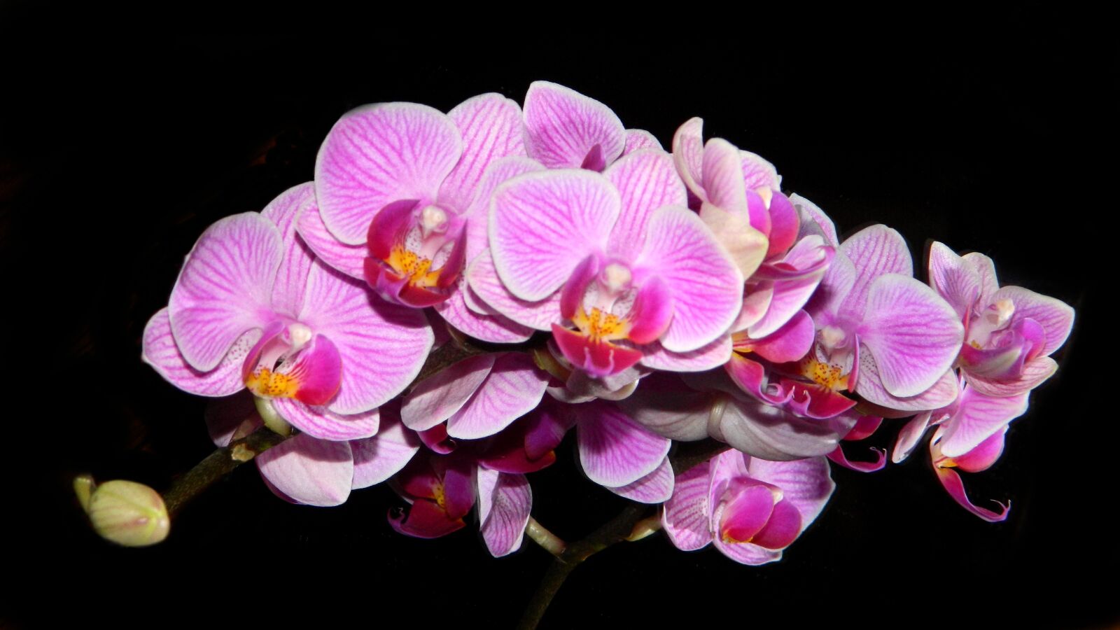 Nikon Coolpix L120 sample photo. Orchidea, purple, flower photography