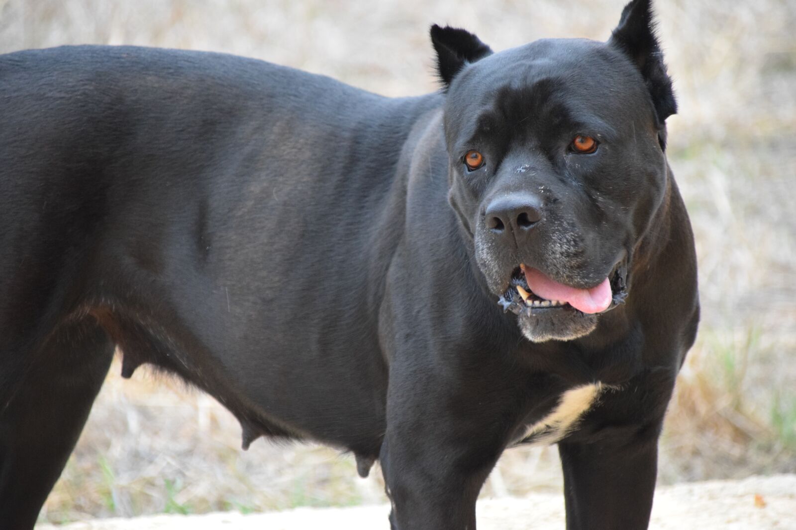 Nikon D3300 sample photo. Dog, fighting dog, cane photography