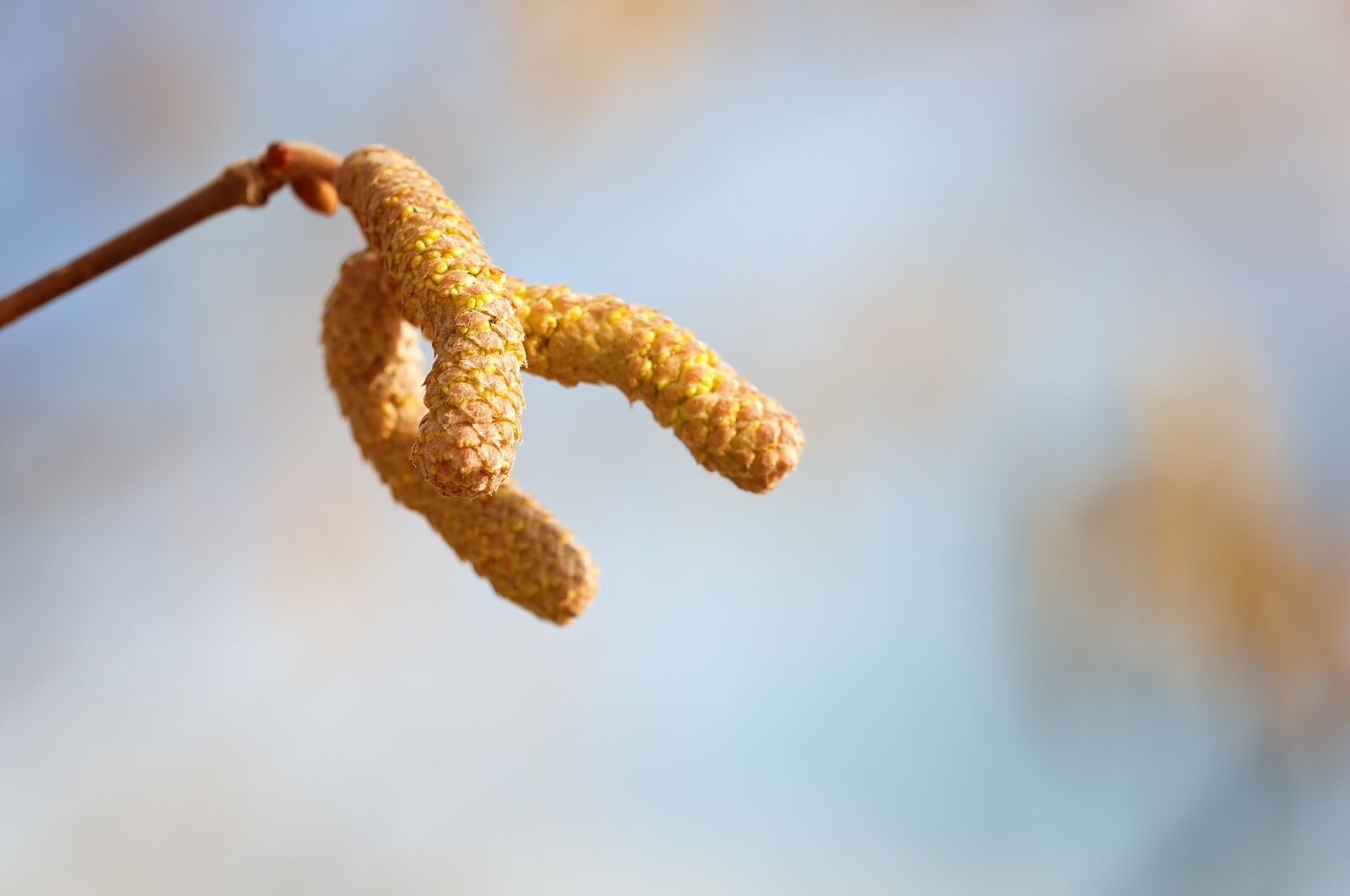 Nikon D90 sample photo. Common hazel, hazel, branch photography