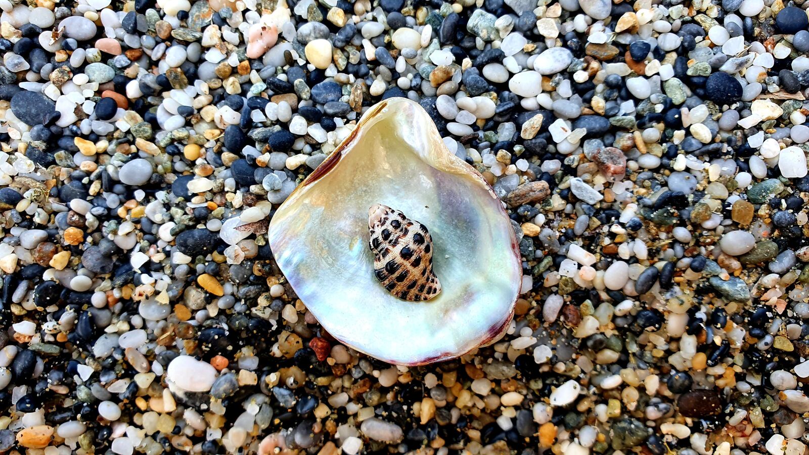 Samsung Galaxy S10e sample photo. Oyster, shell, marine photography