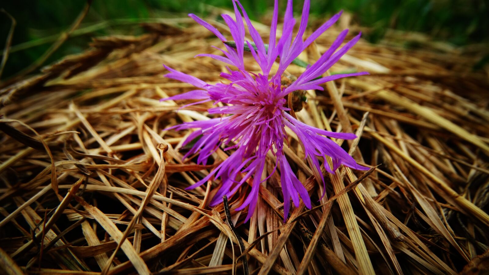 Sony Cyber-shot DSC-HX300 sample photo. Flower, hay, purple photography