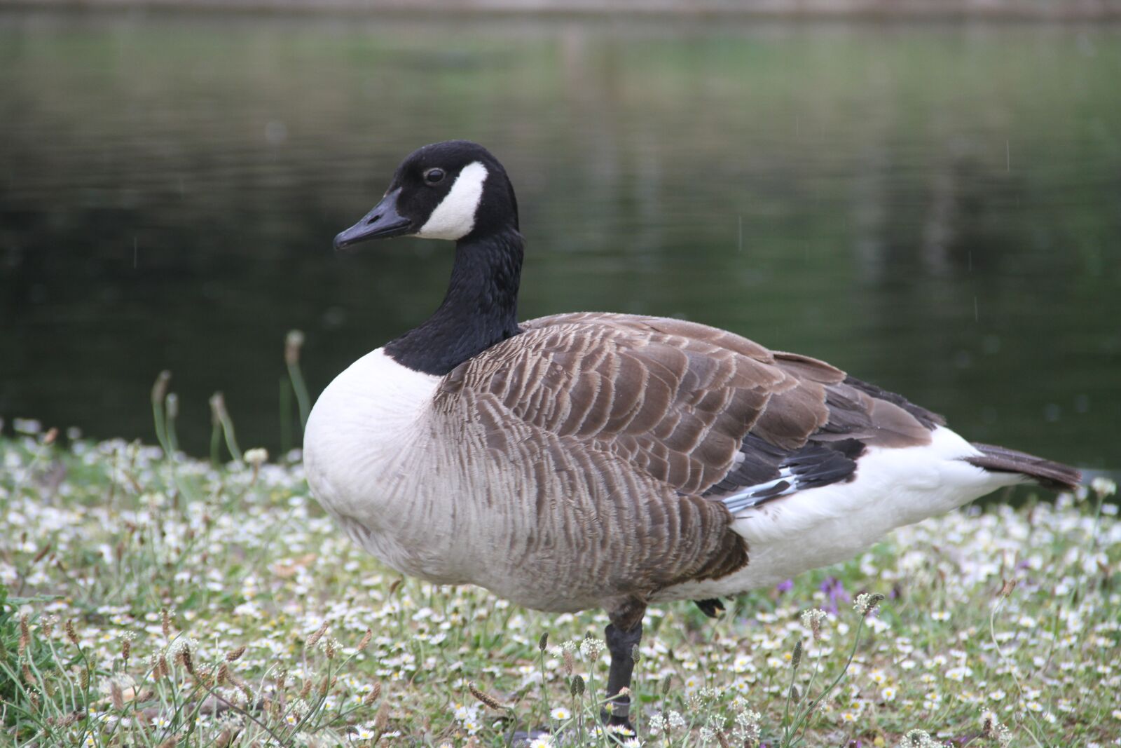 Canon EOS 7D sample photo. Duck, green, bird photography