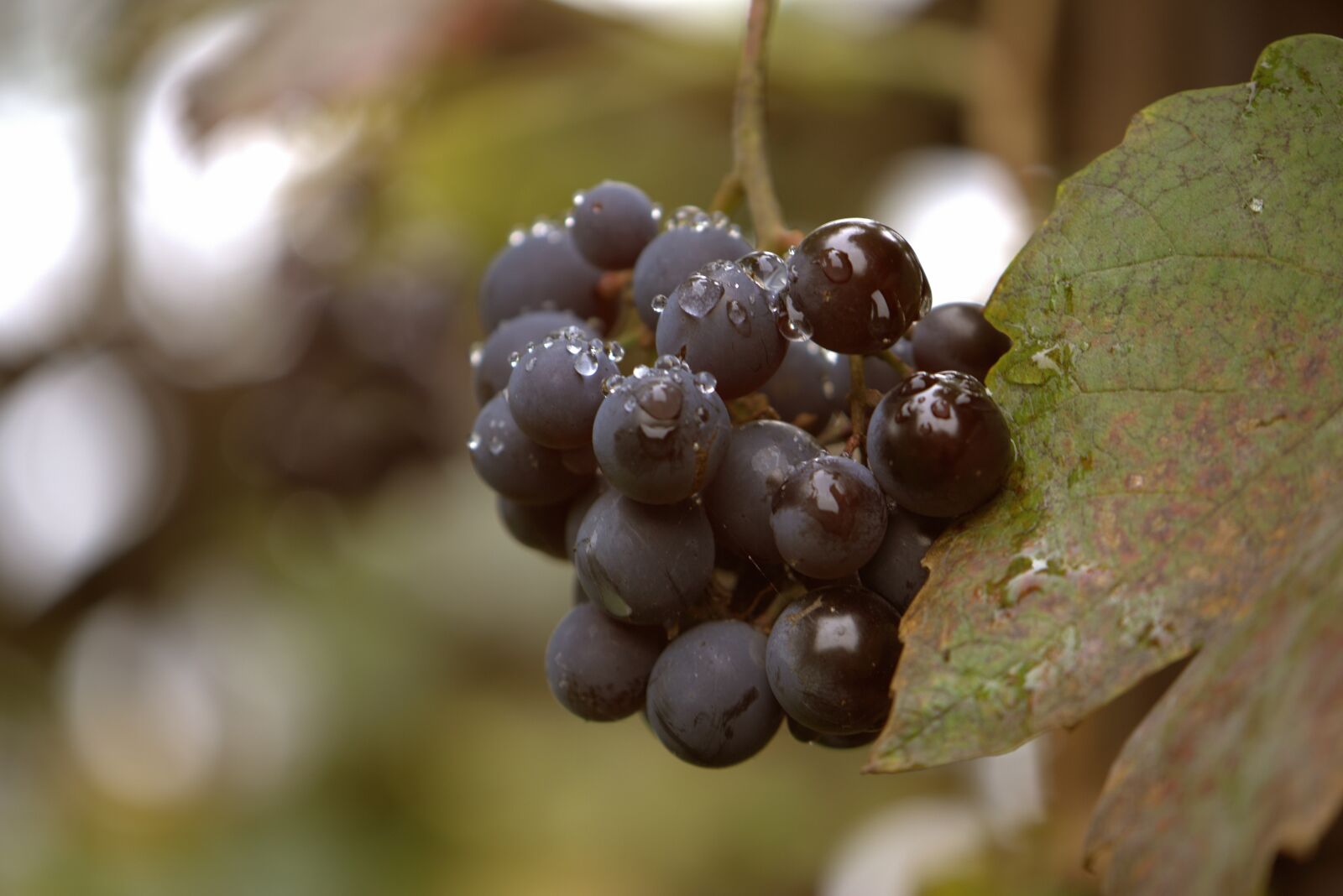 Nikon D5600 sample photo. Grapes, fruit, vine photography