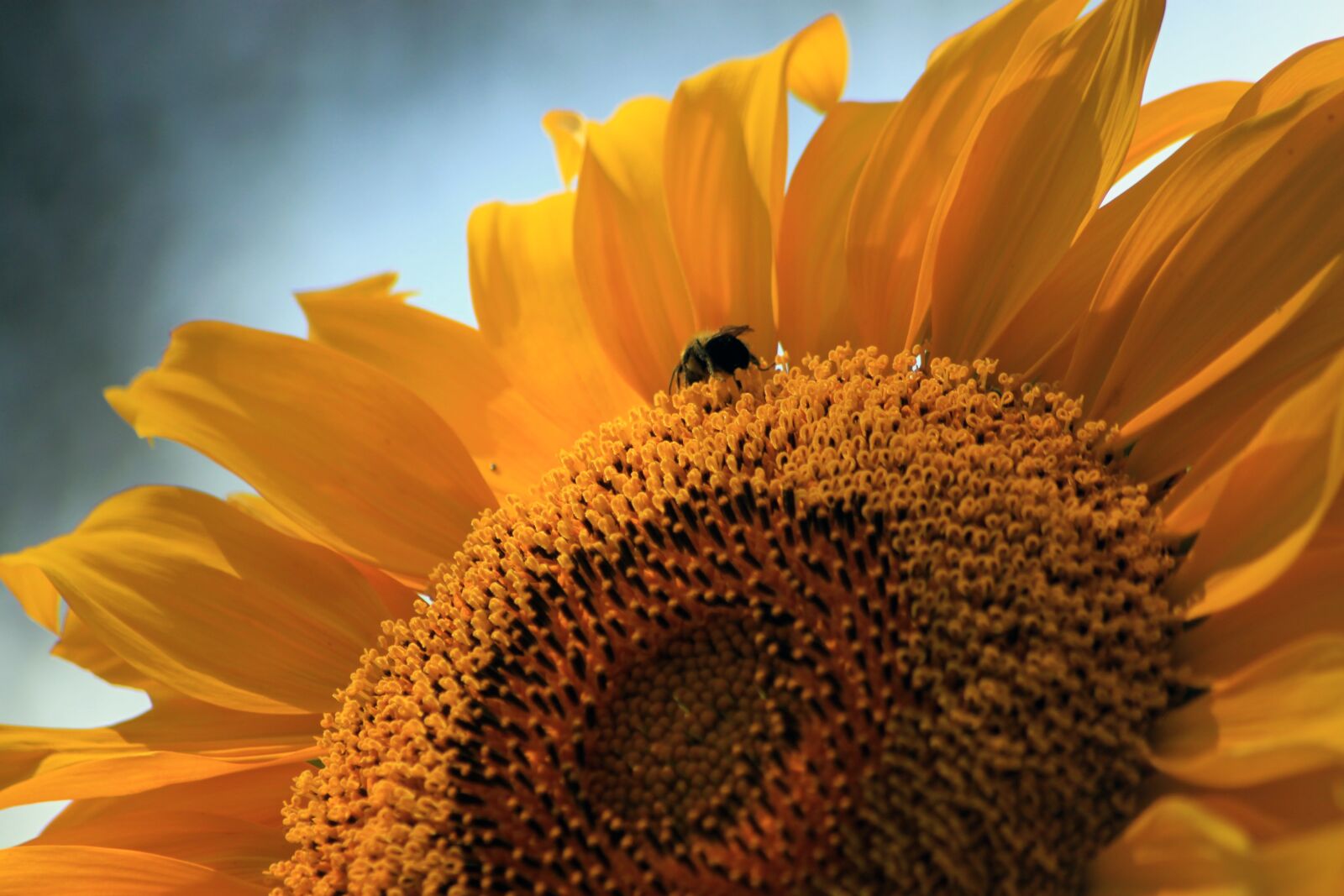 Canon EOS 500D (EOS Rebel T1i / EOS Kiss X3) sample photo. Sunflower, bee, summer photography