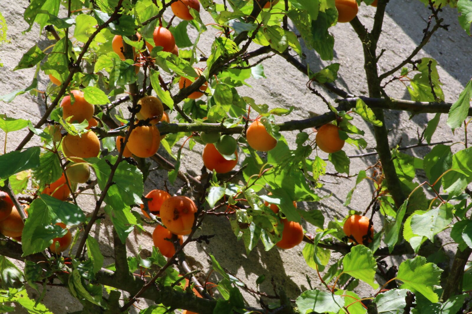 Canon EOS 70D sample photo. Apricot, fruit tree, garden photography