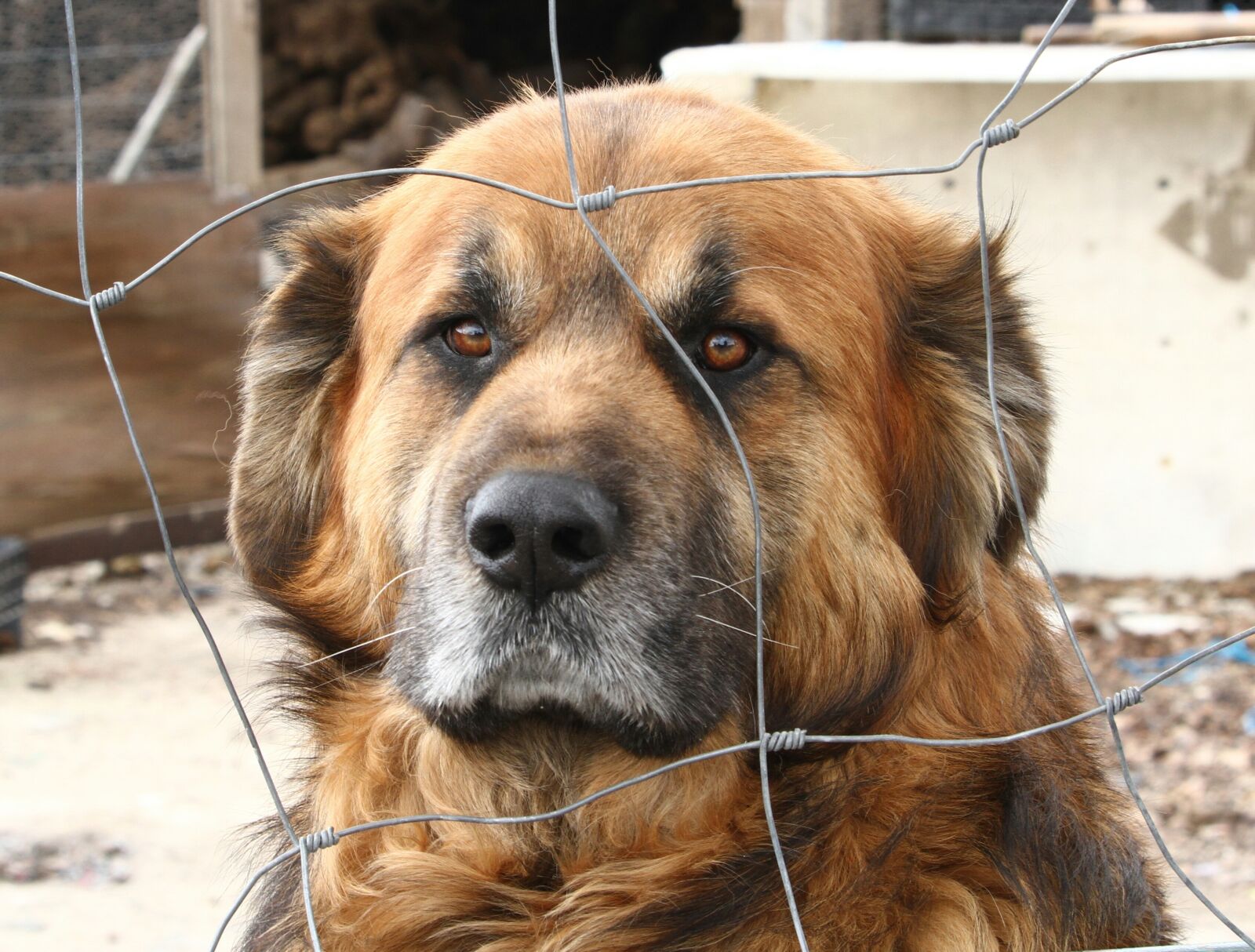 Canon EOS 7D sample photo. Dog, pet, animalia photography