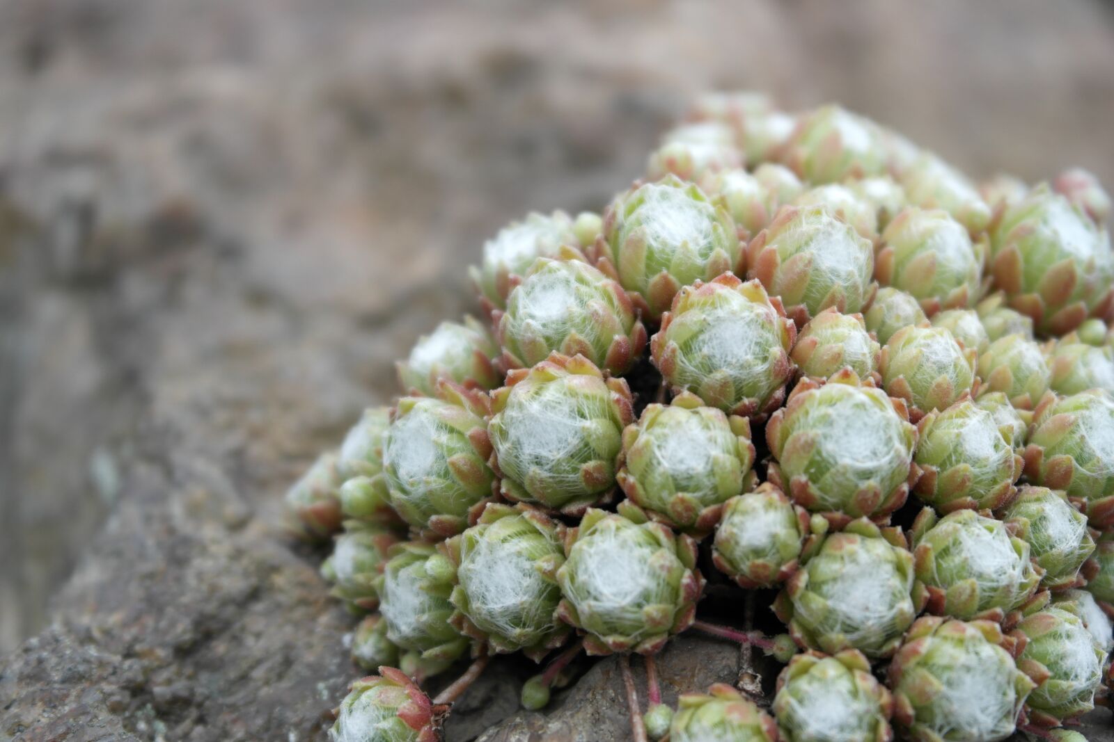 Samsung NX1000 sample photo. Plant, stone, rocks photography