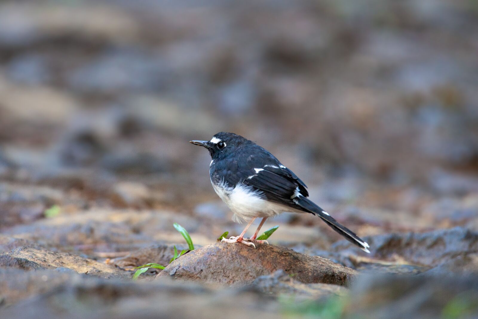 Canon EOS 5D Mark II sample photo. Wild birds, cute, sunda photography