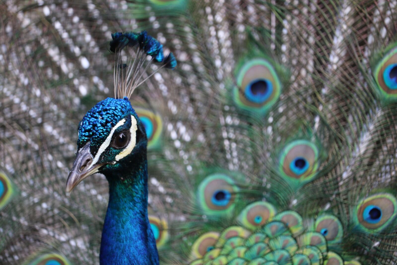 Canon EOS 7D Mark II + Canon EF-S 55-250mm F4-5.6 IS STM sample photo. Peacock, bird, feather photography